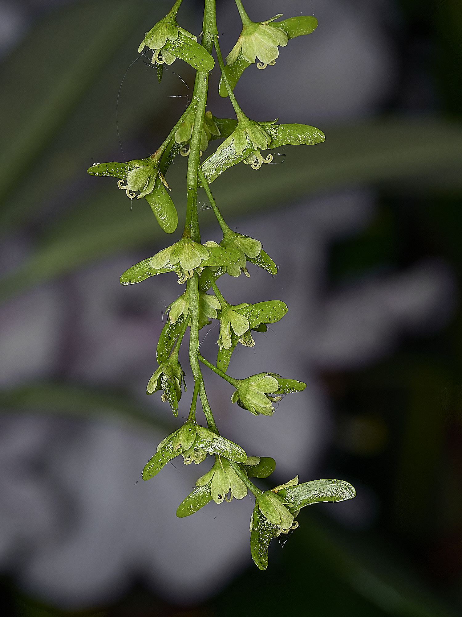 SheringhamParkAcerSp290526-3