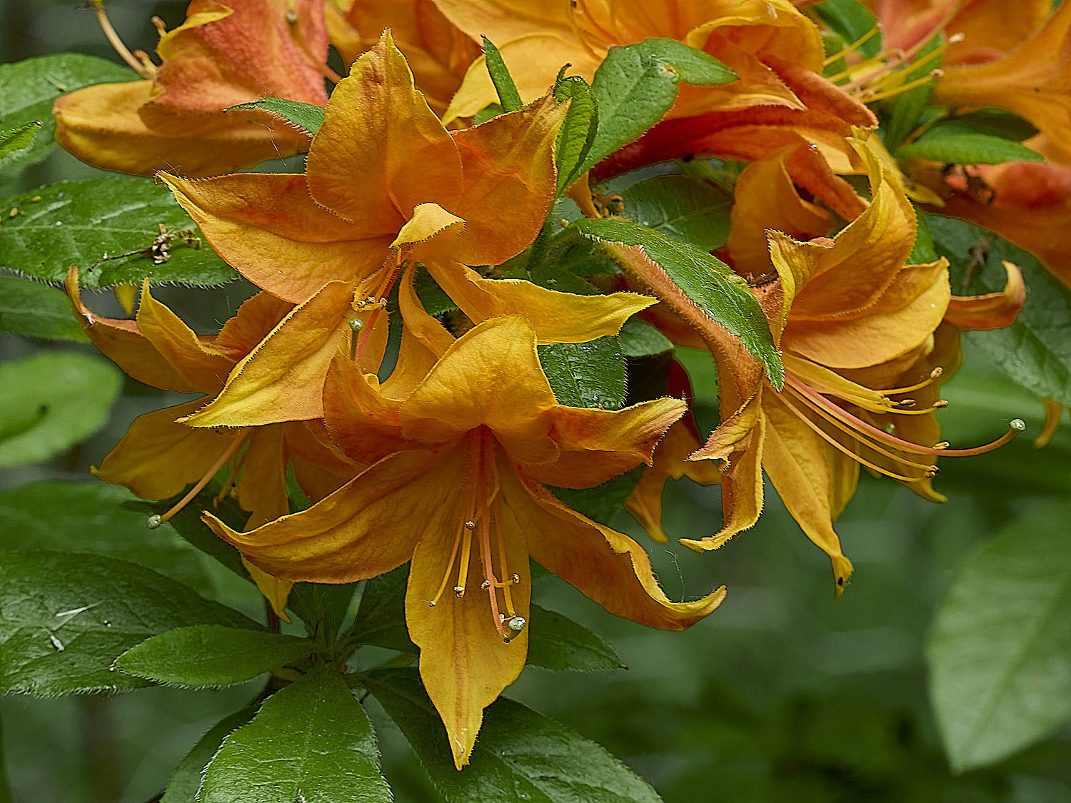 SheringhamParkAzalea290526-1