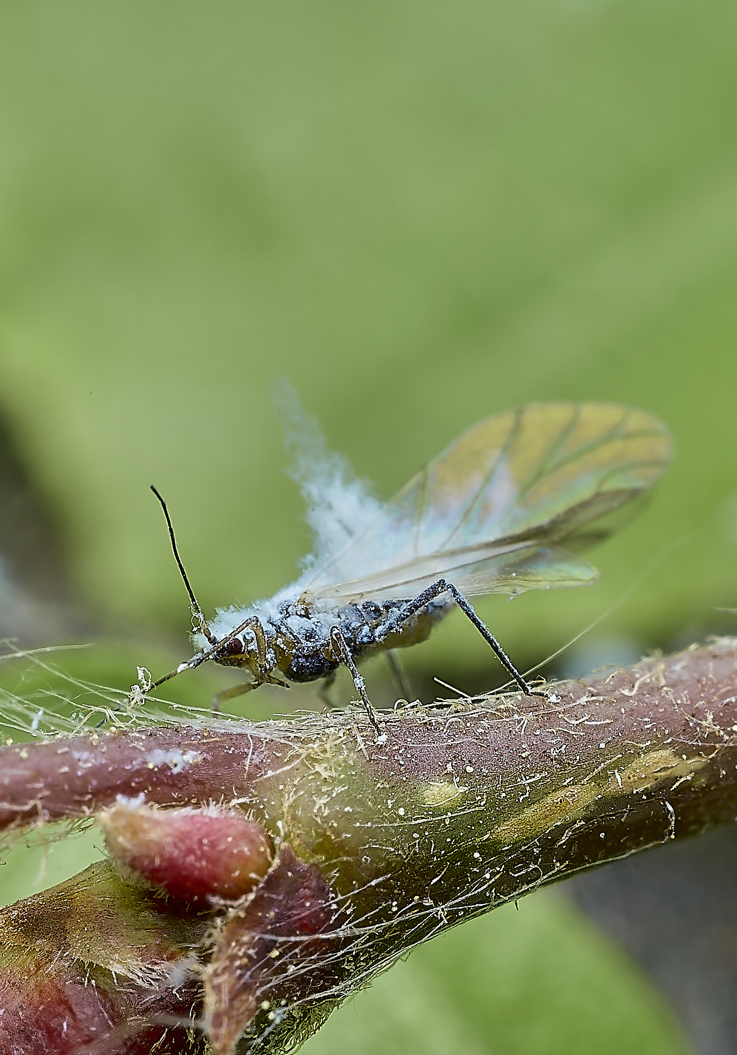 SheringhamParkBeechAphid290526-2
