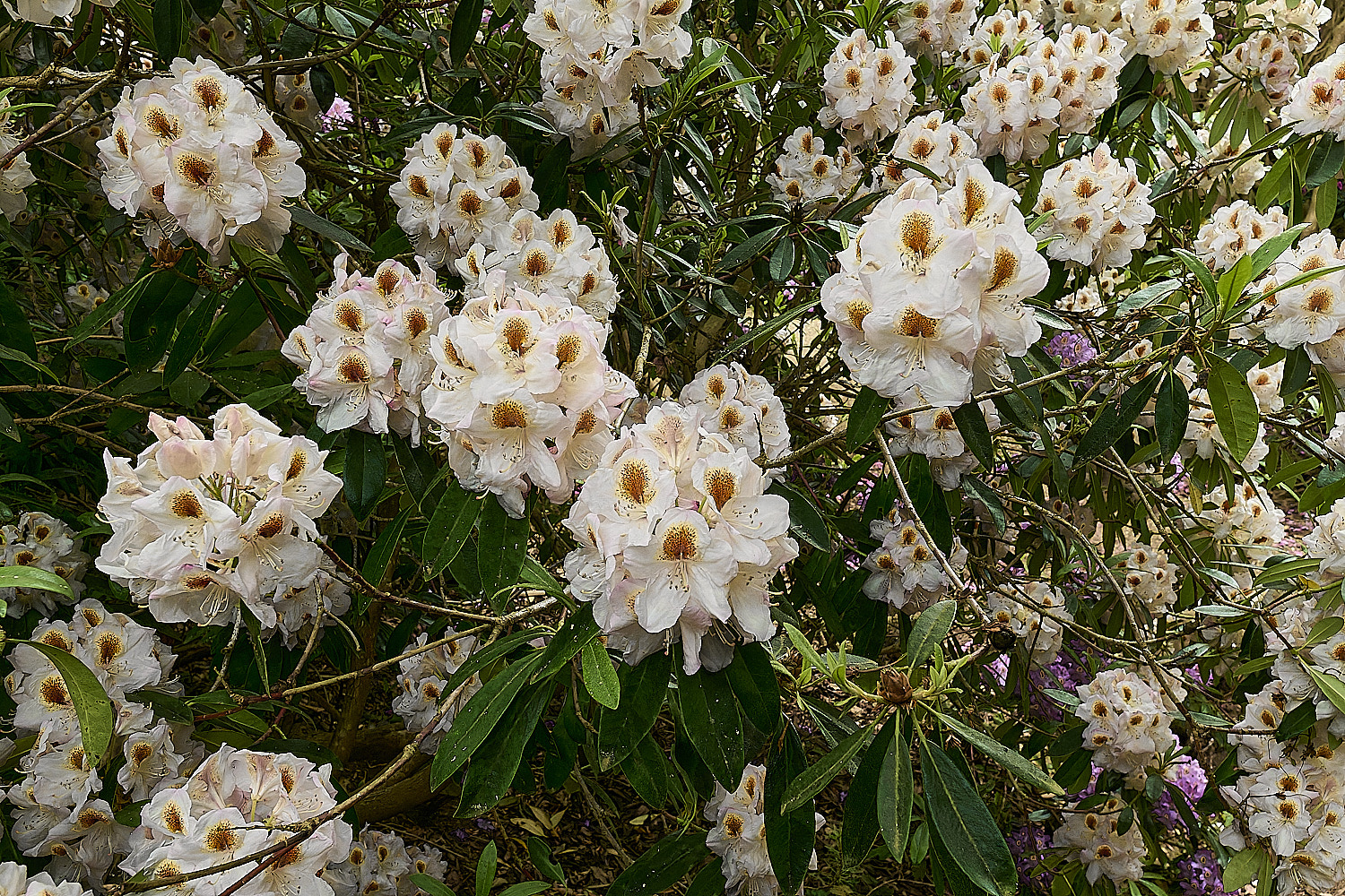 SheringhamParkRhododendron4290526-1