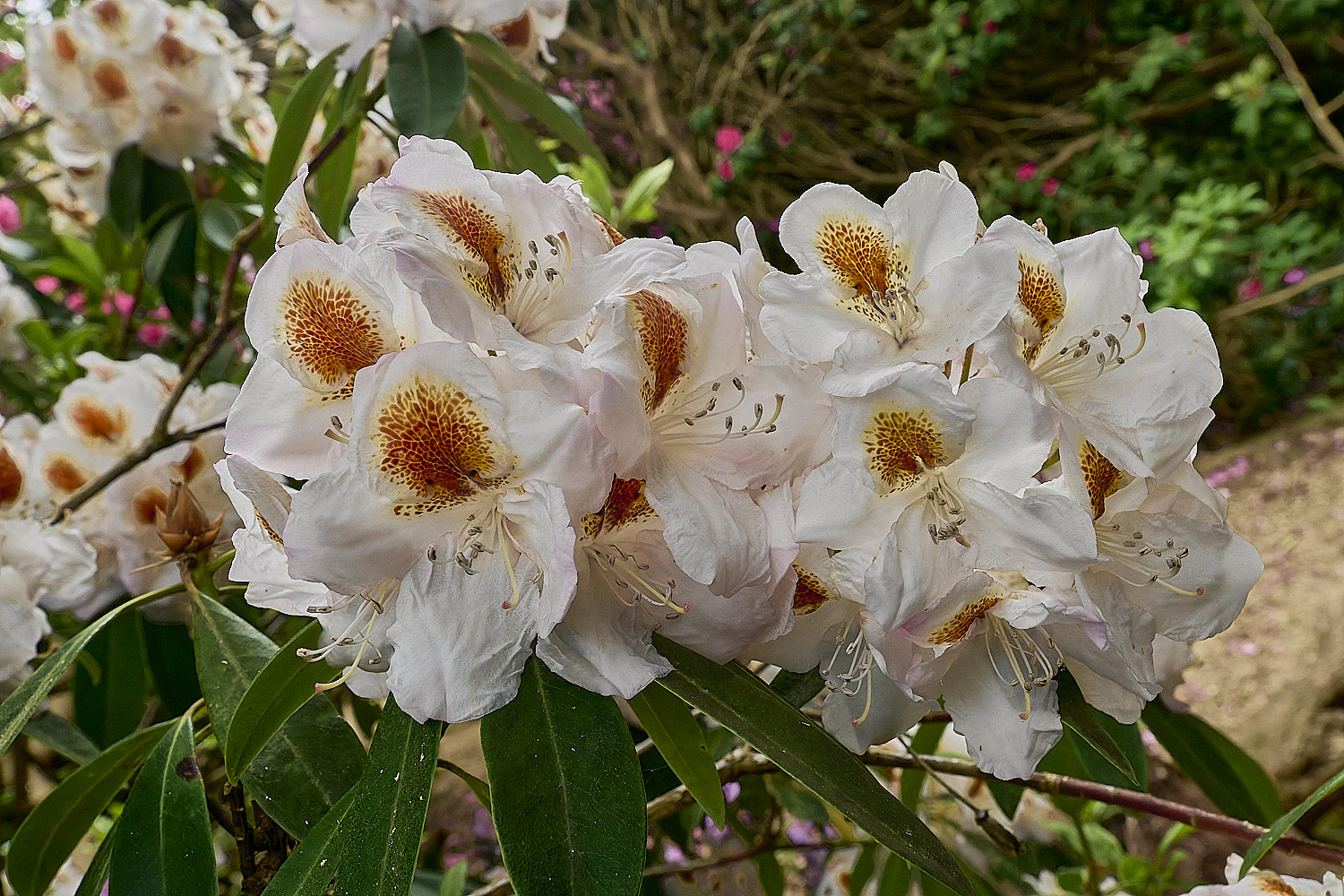 SheringhamParkRhododendron4290526-2