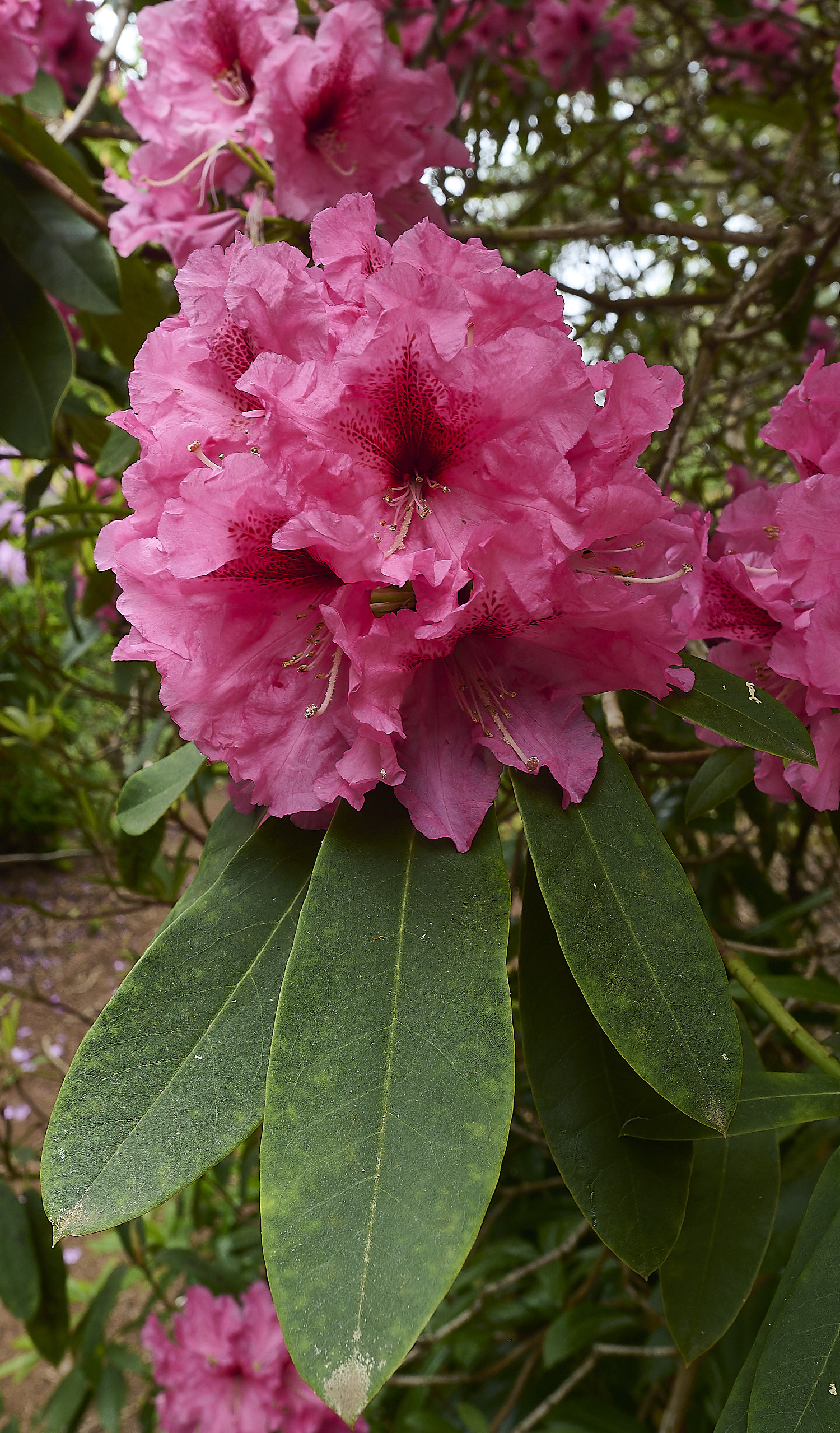 SheringhamParkRhododendron5290526-2