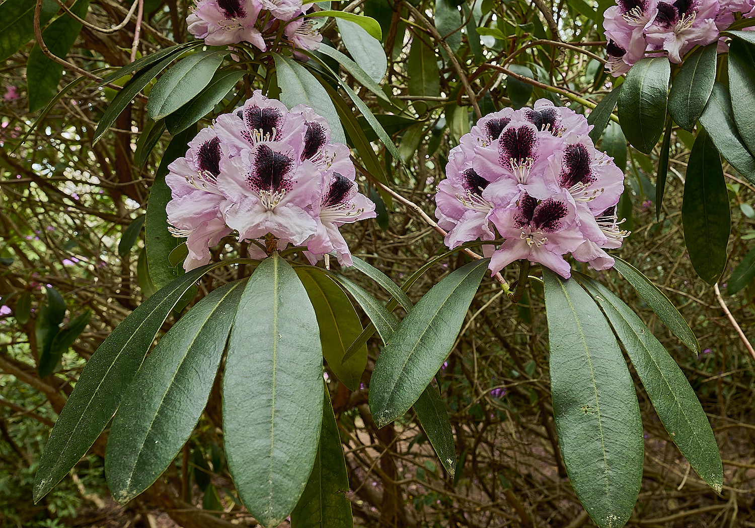 SheringhamParkRhododendron6290526-1
