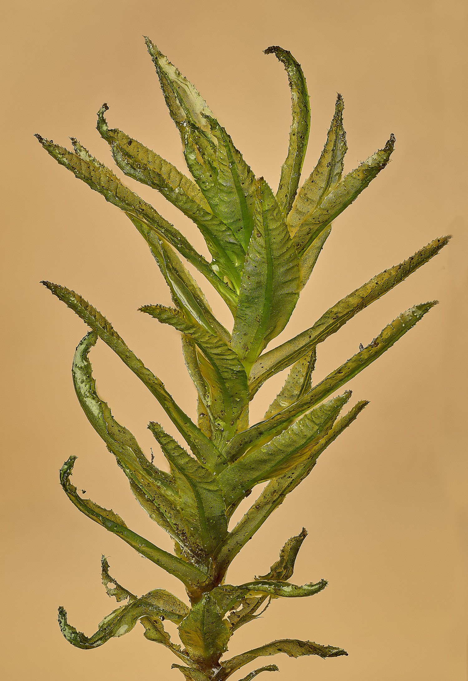 SotsholeBroadAtrichumundulatum300426-2 1