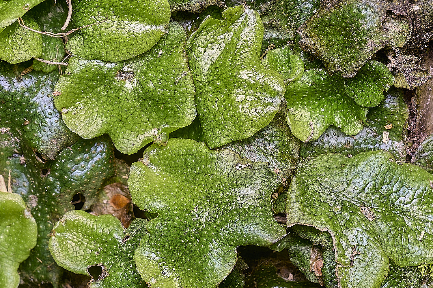 SotsholeBroadCconicum300426-1