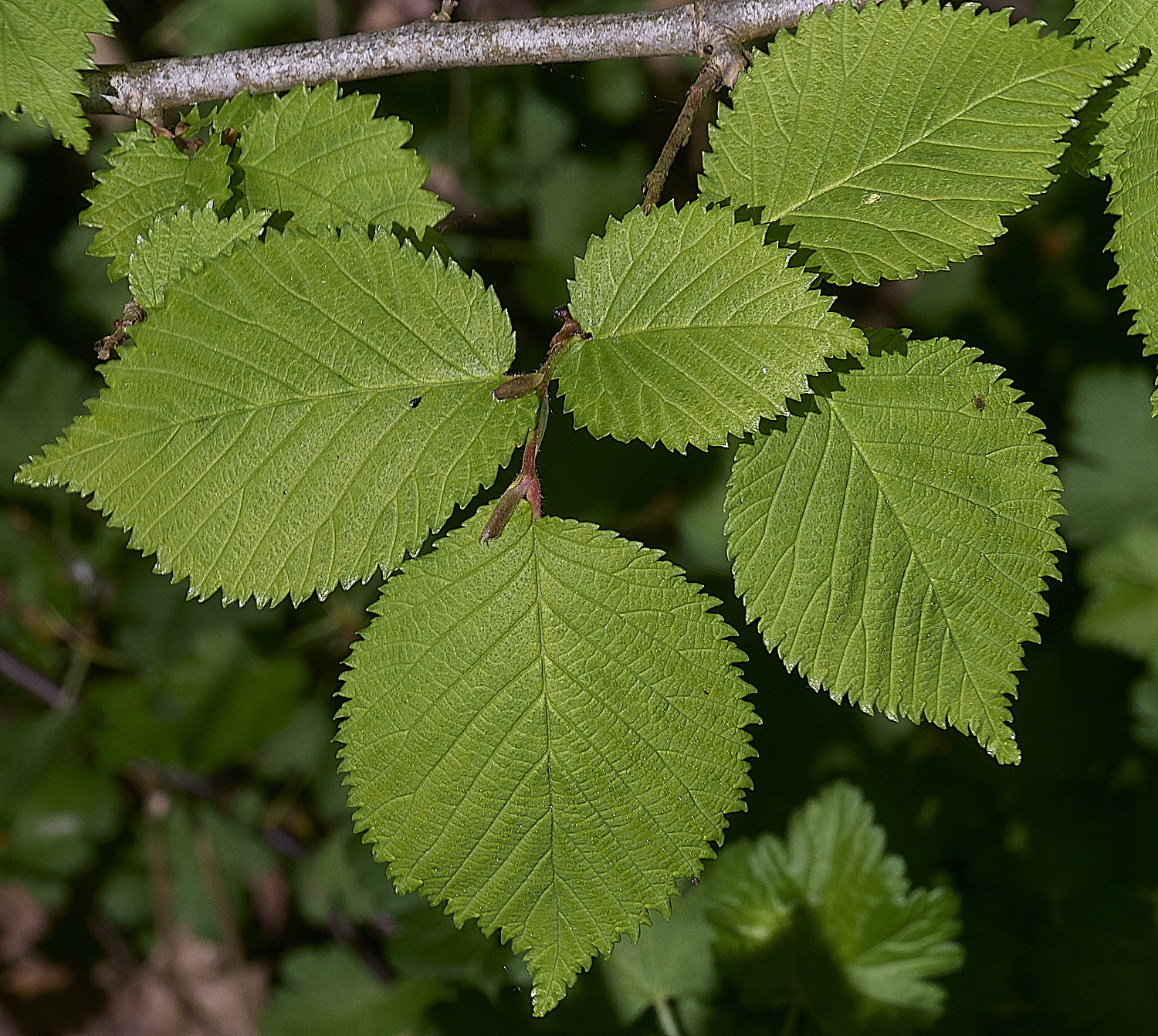 SotsholeBroadElm300426-1