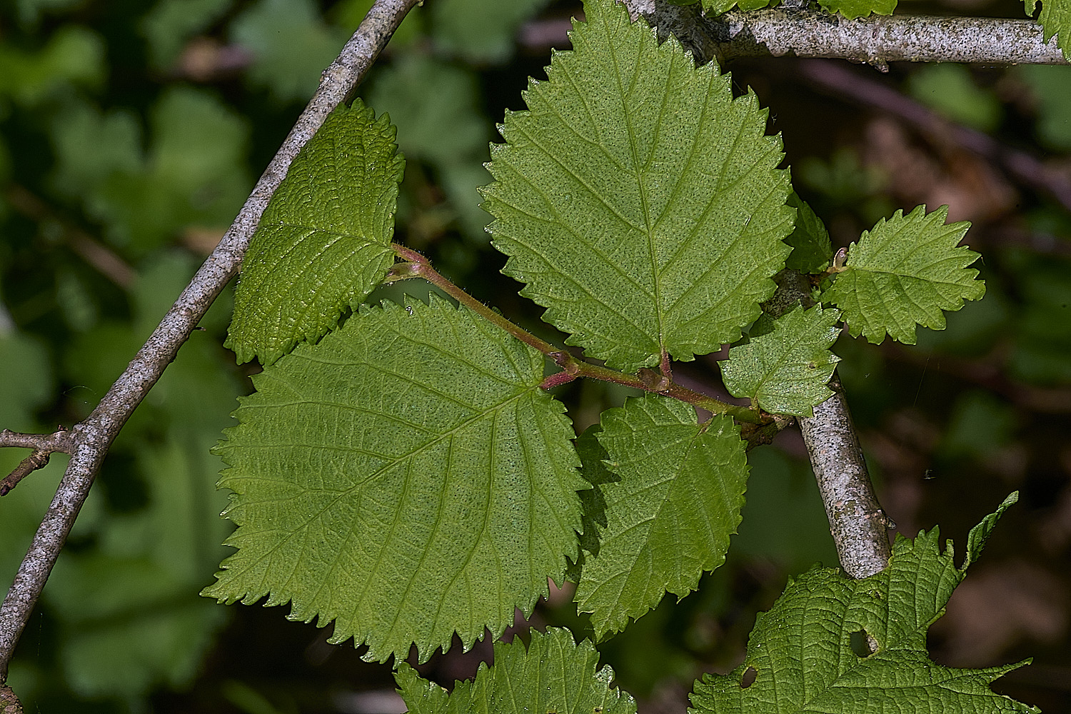 SotsholeBroadElm300426-2