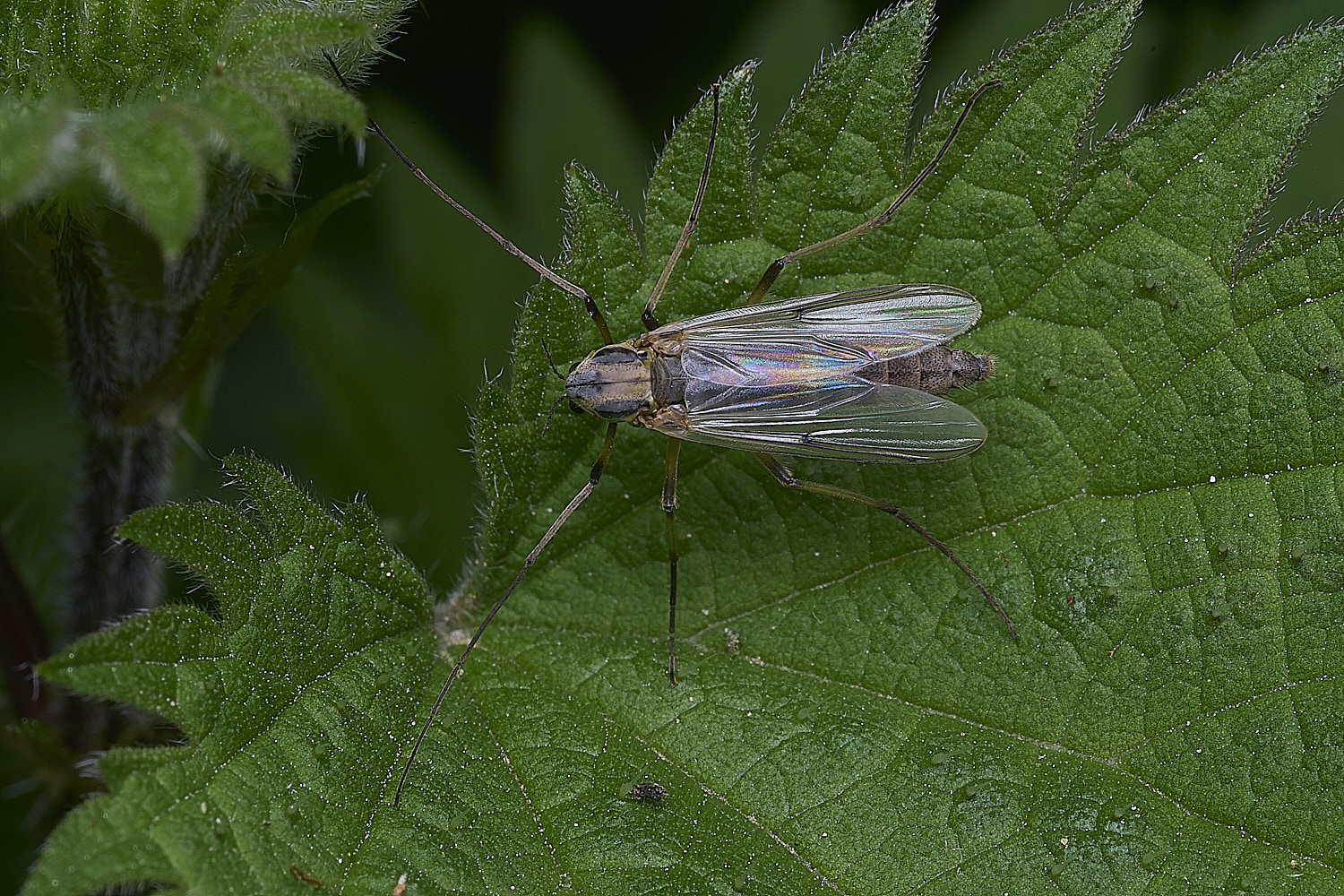 SotsholeBroadFlySp300426-1