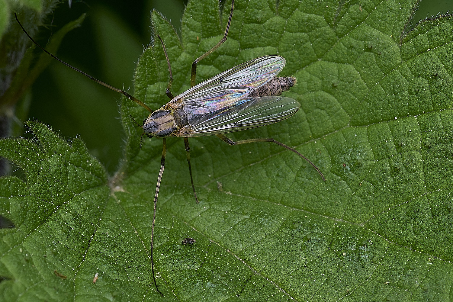 SotsholeBroadFlySp300426-2