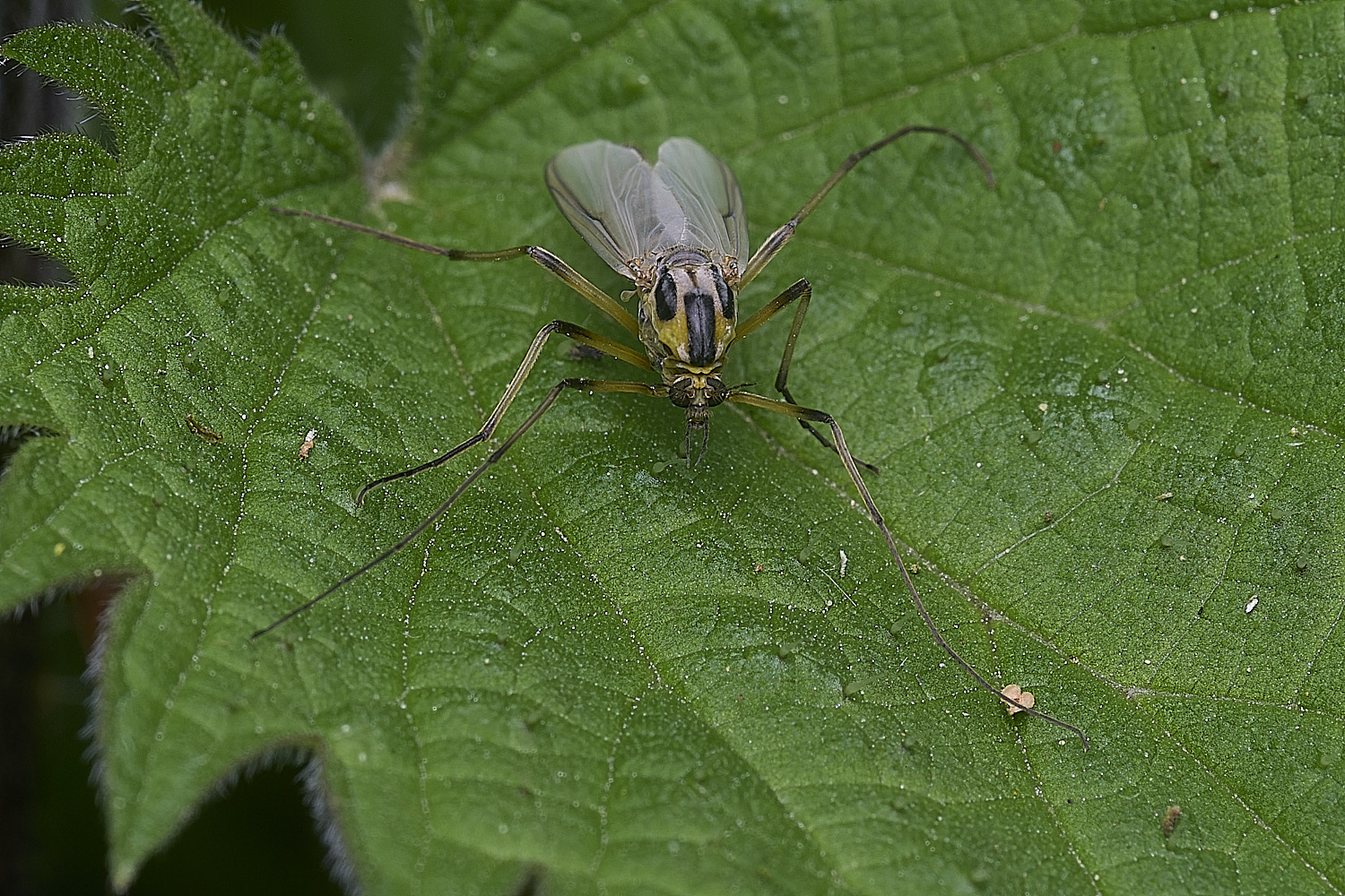 SotsholeBroadFlySp300426-3