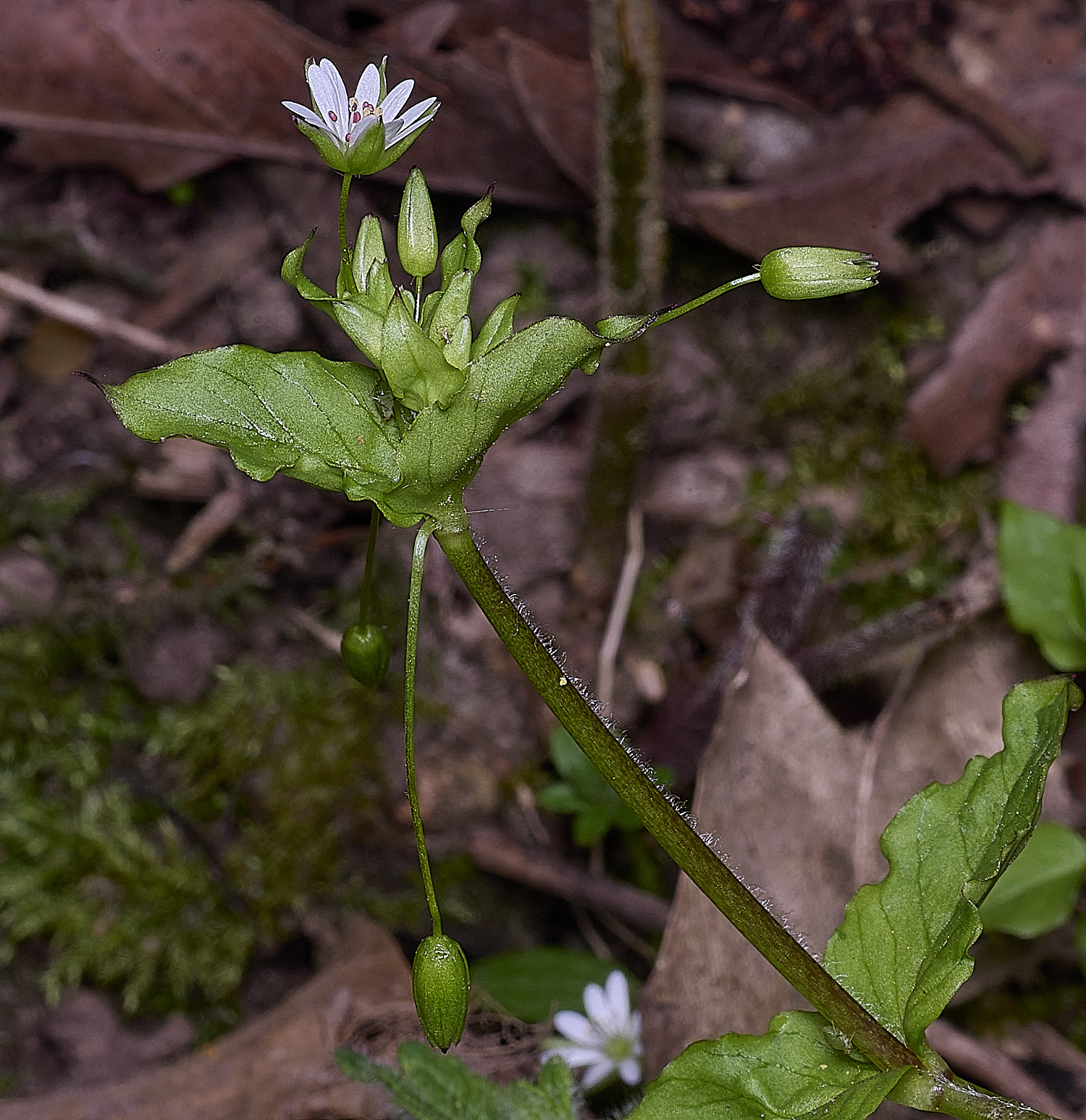 SotsholeBroadGreaterChickweed300426-3