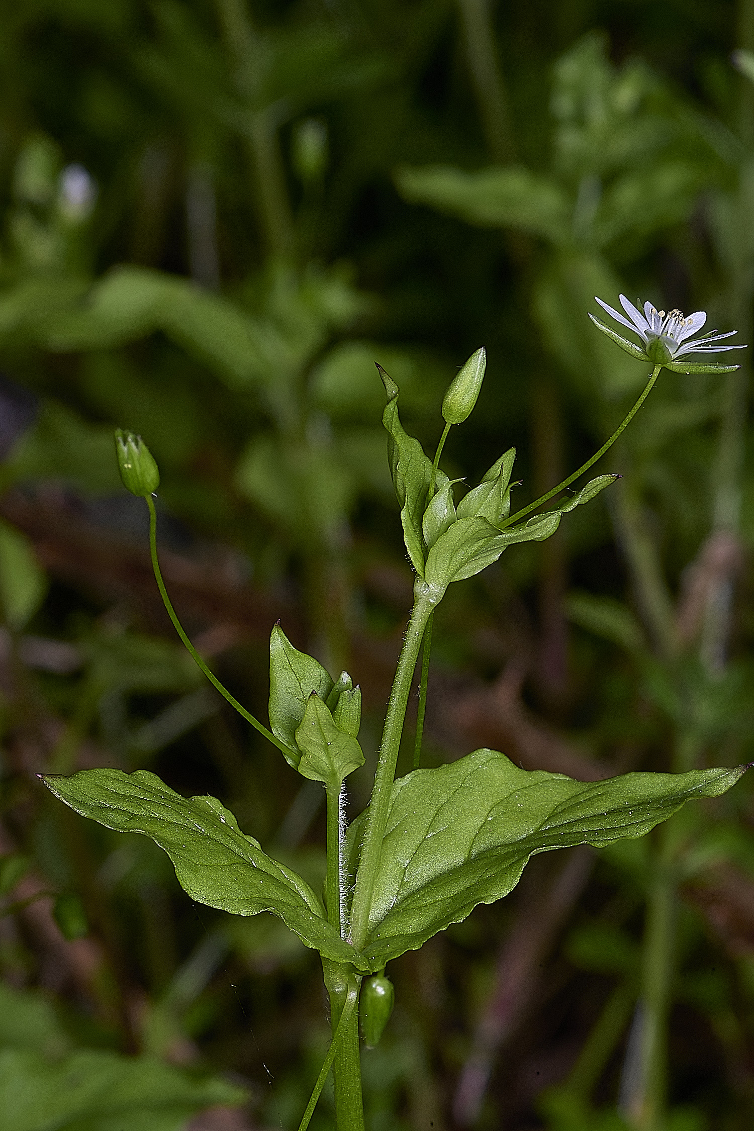 SotsholeBroadGreaterChickweed300426-4
