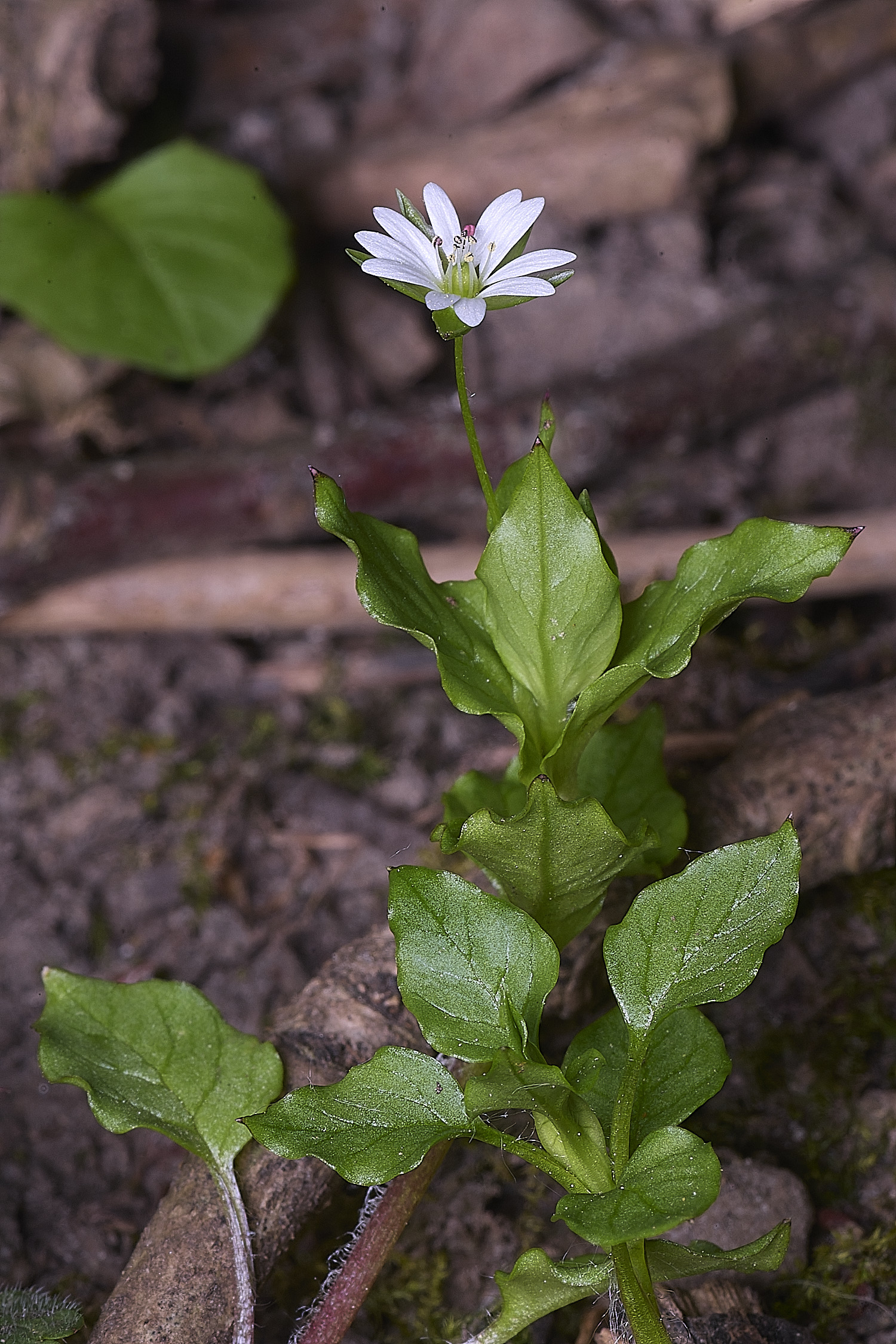 SotsholeBroadGreaterChickweed300426-5