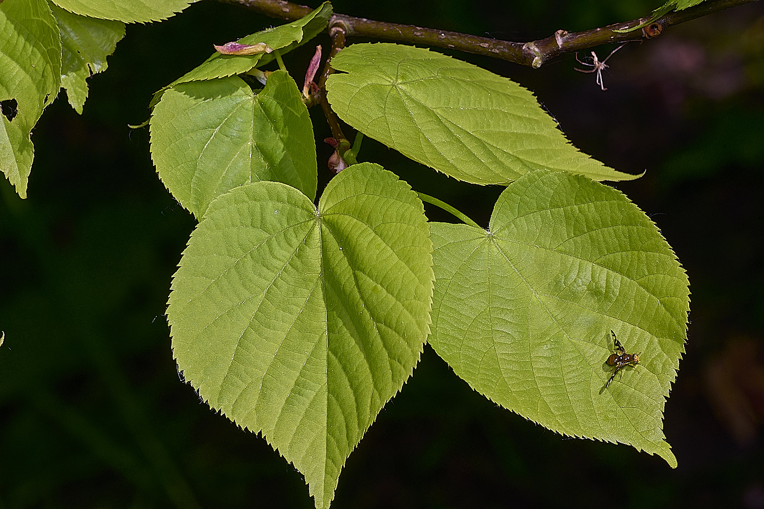 SotsholeBroadLime300426-1