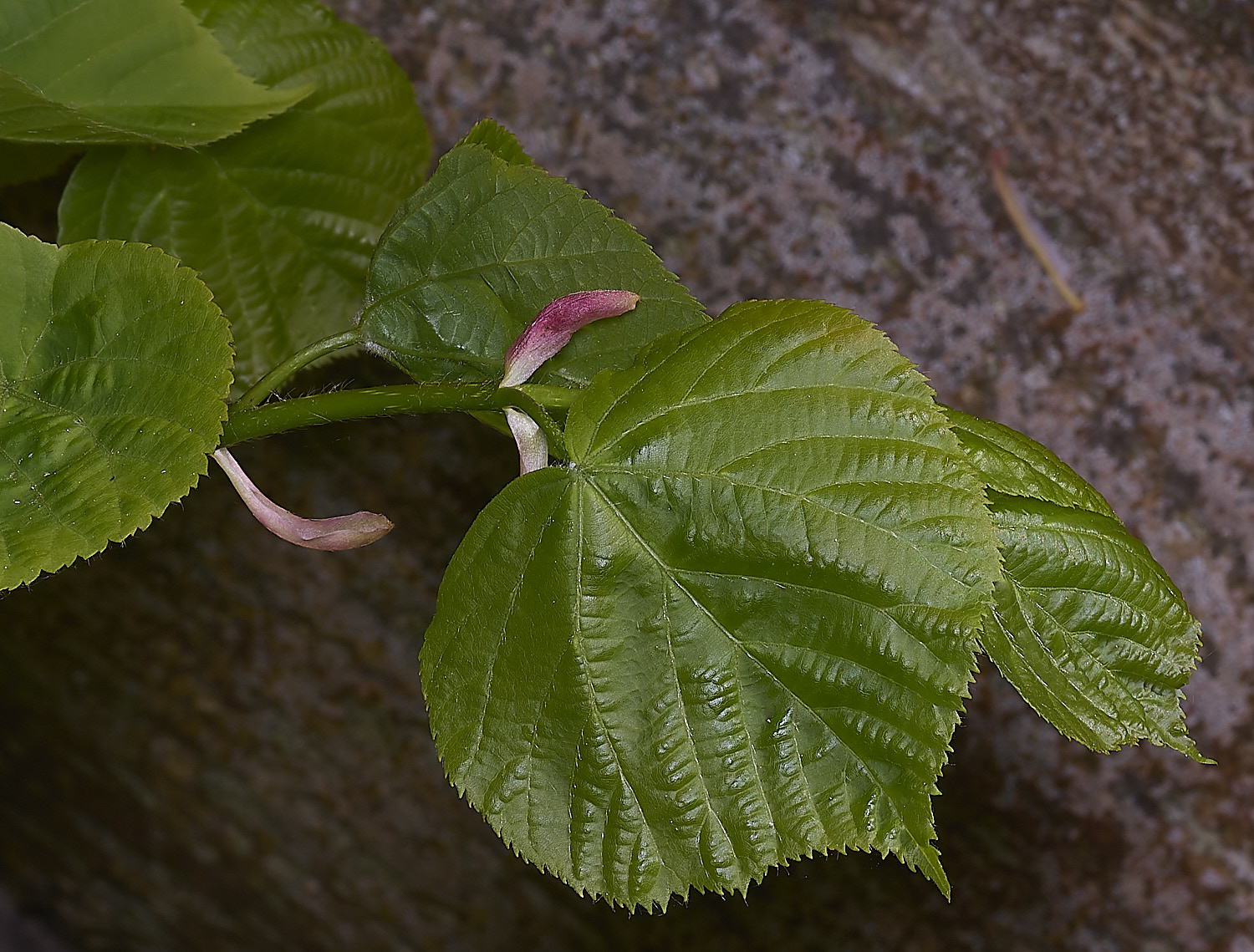 SotsholeBroadLime300426-4