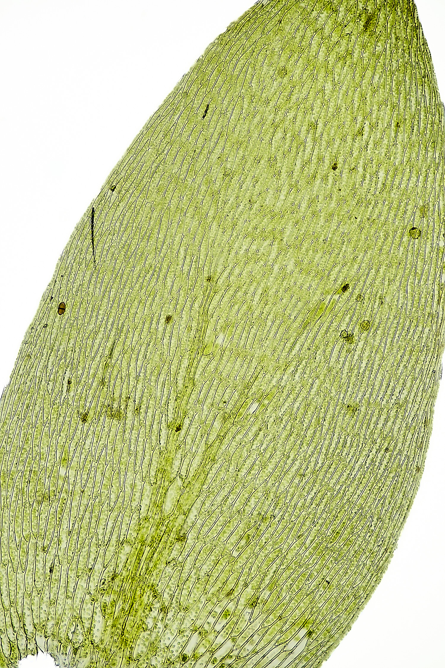 SotsholeBroadPlagiothecium300426-3