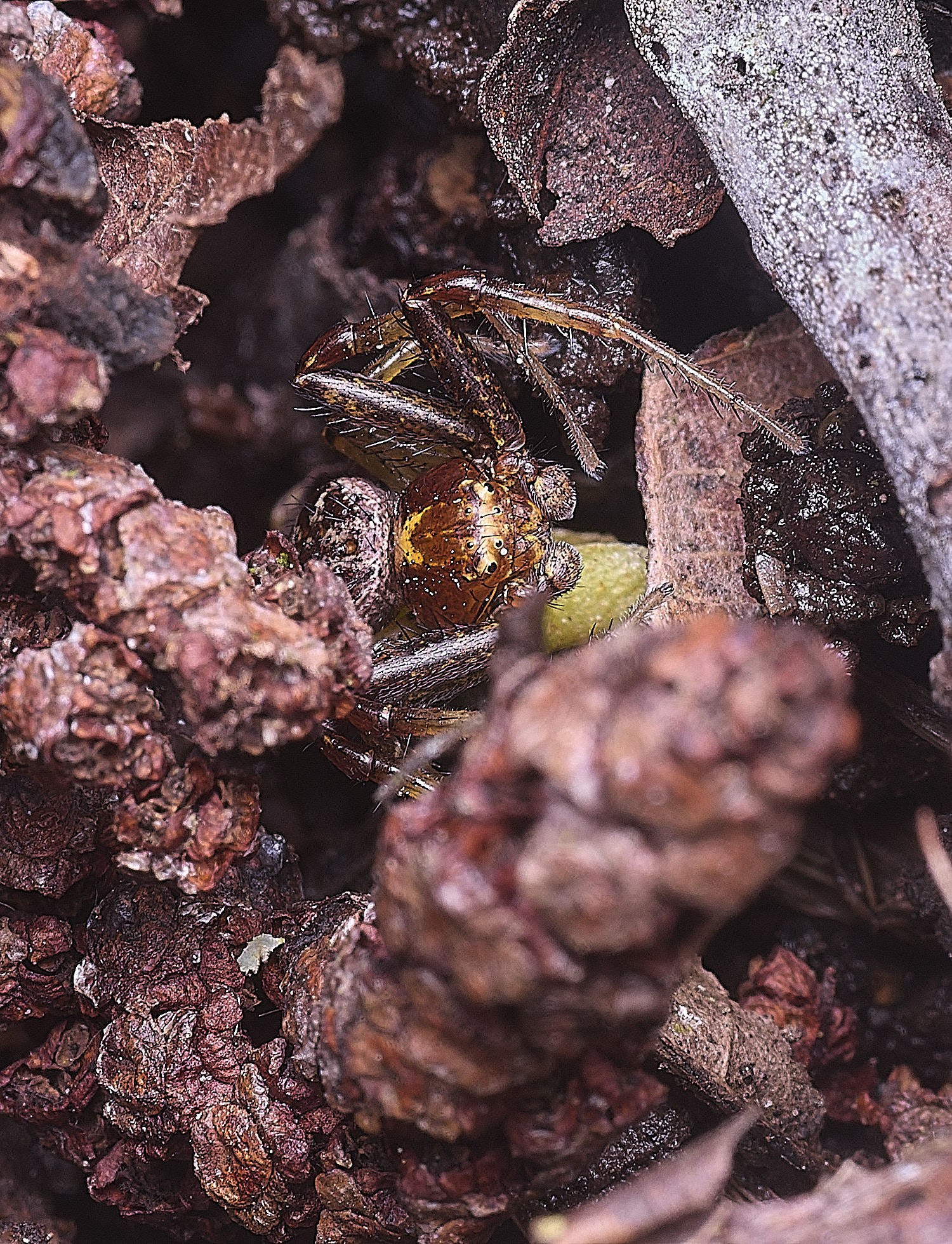 SotsholeBroadSpider300426-1