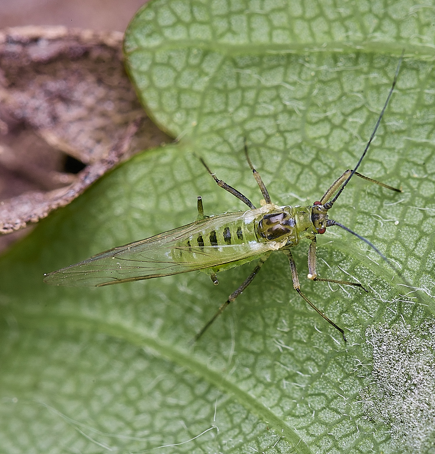 SotsholeBroadSycamoreAphid300426-1