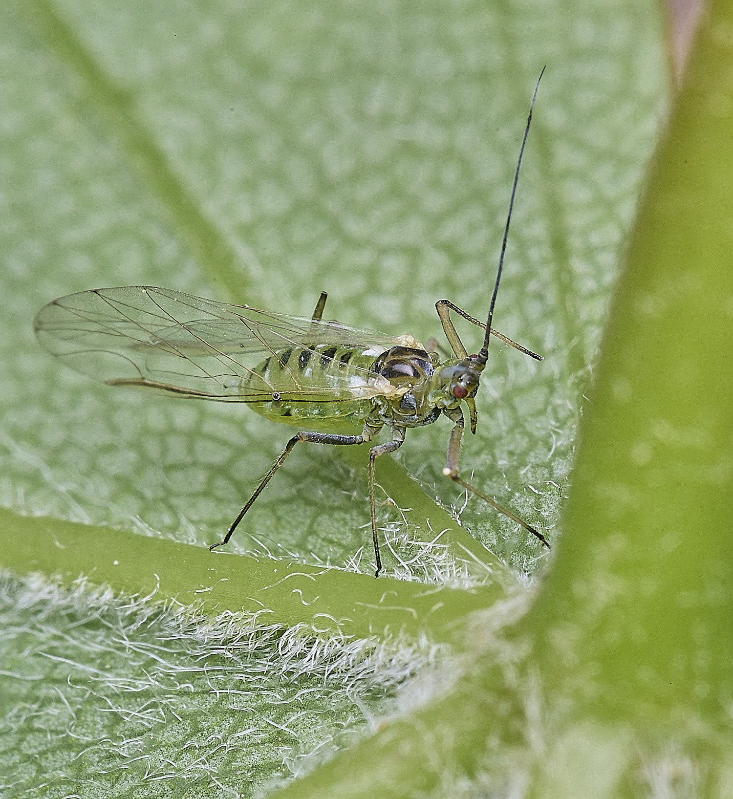 SotsholeBroadSycamoreAphid300426-2