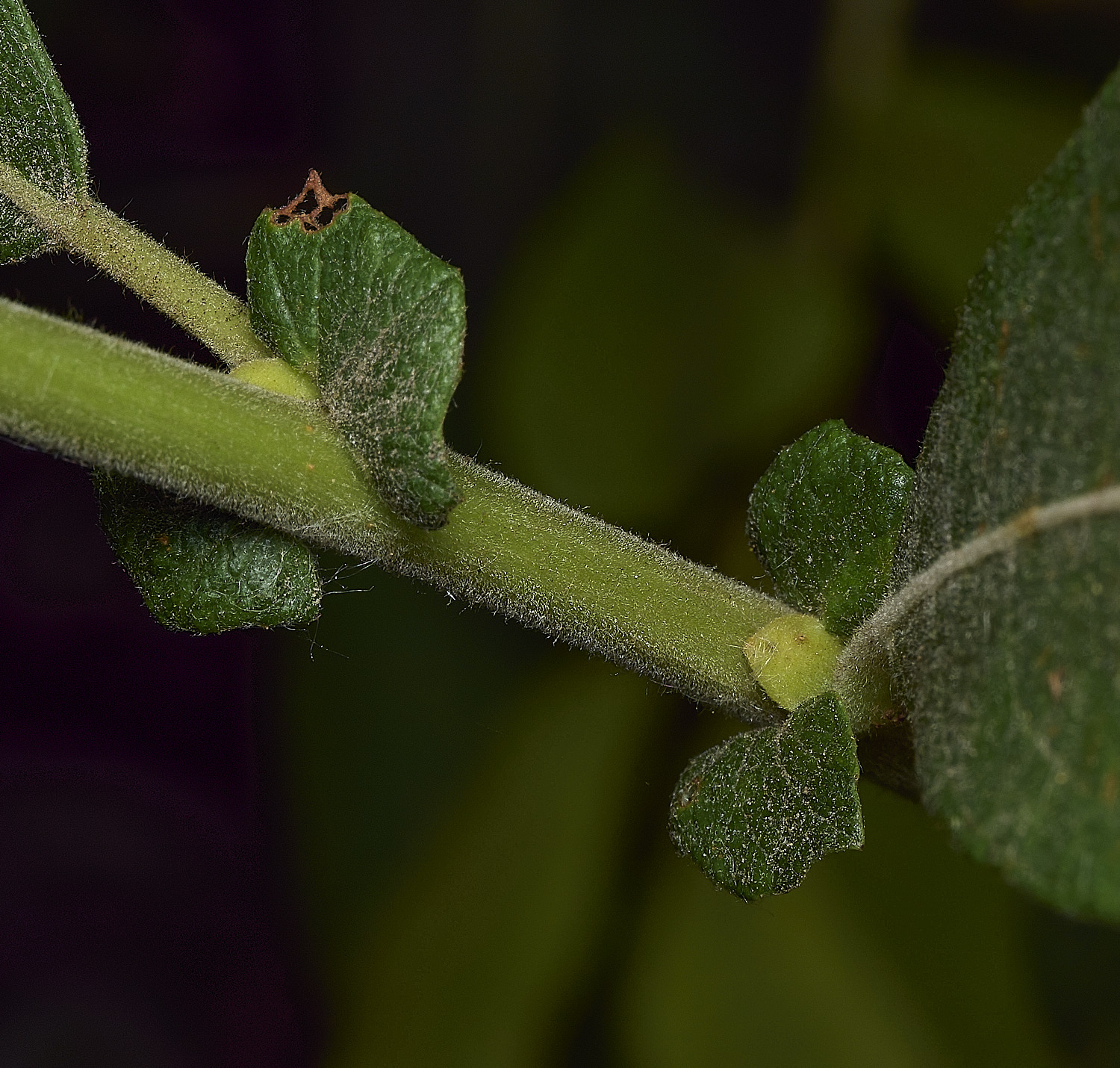 SouthreppsCommonEars090726-2