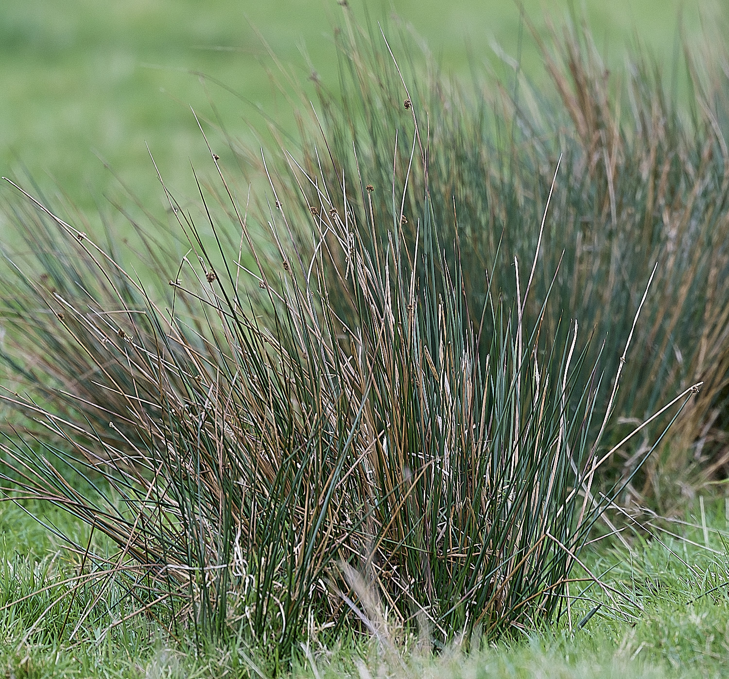 StBenet'sAbbeyJuncus080126 1