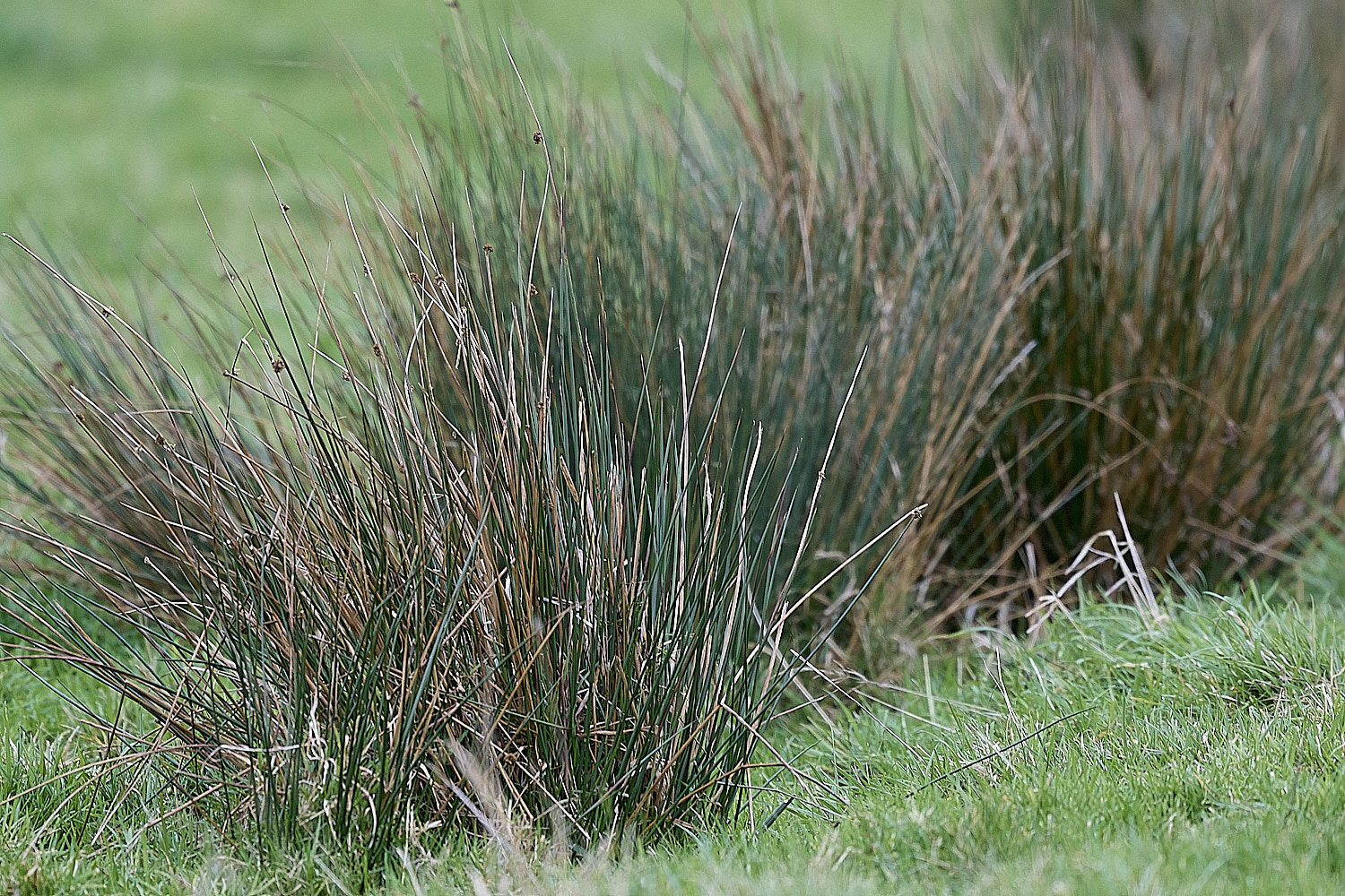 StBenet'sAbbeyJuncus080126