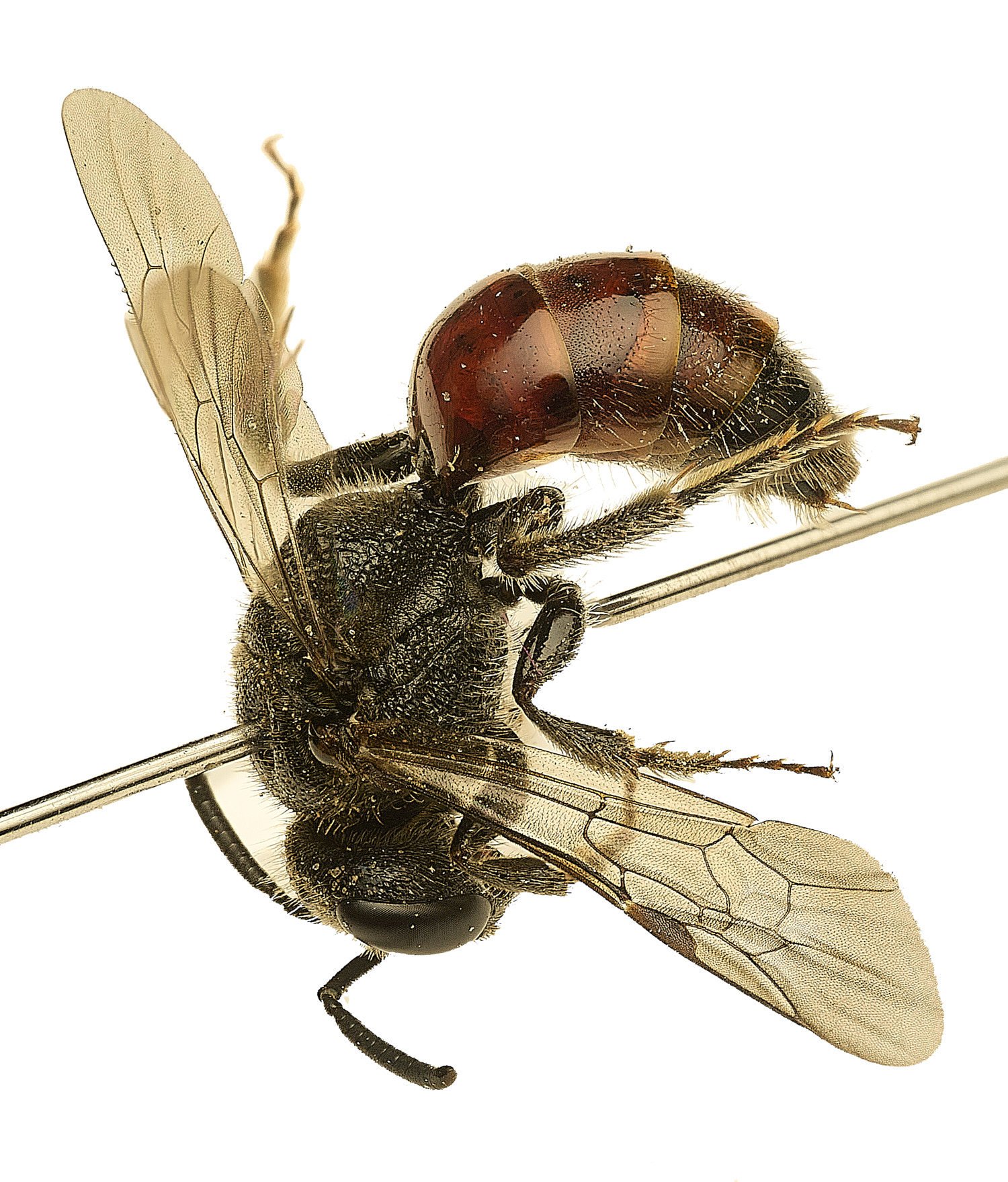 SusteadBloodBee220426-7