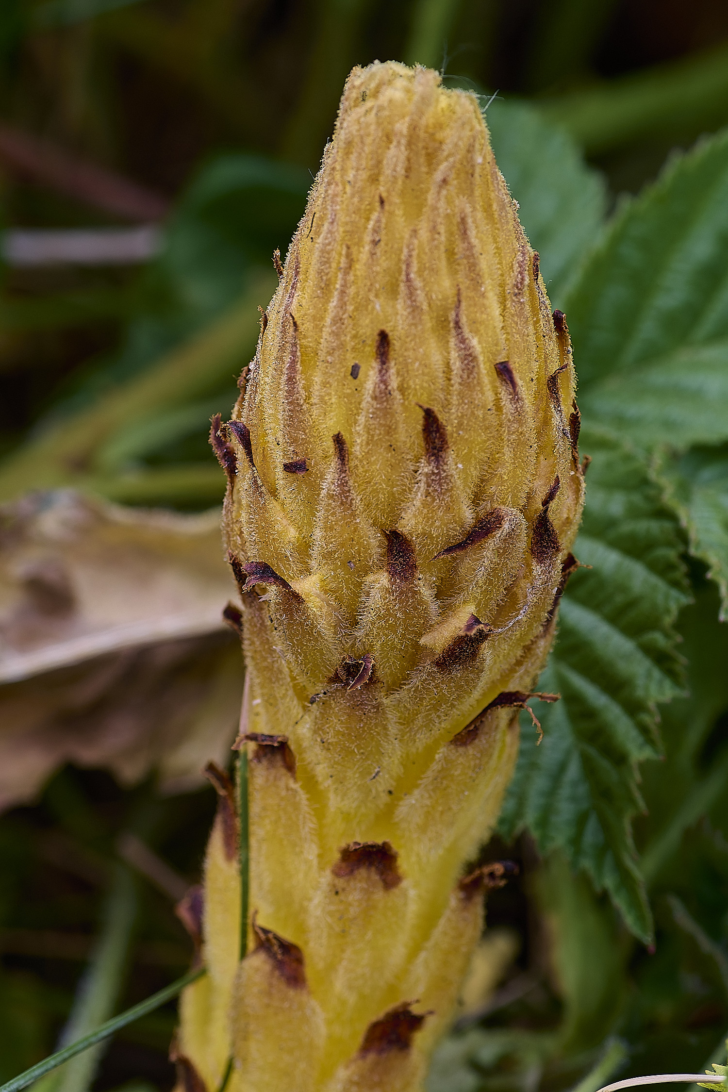 SusteadKnapweedBroomrape010626-3