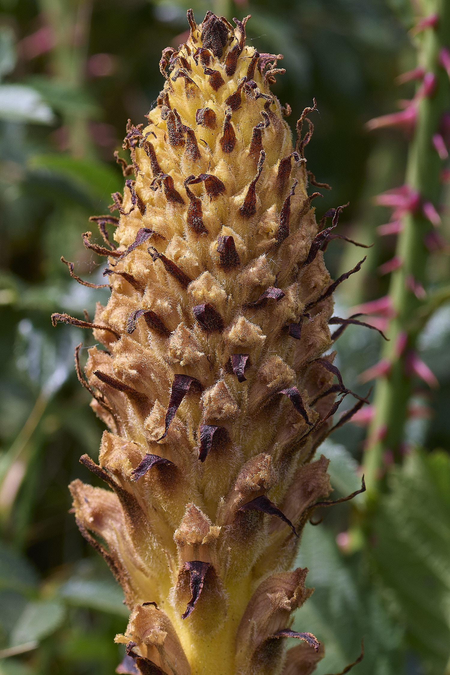 SusteadKnapweedBroomrape010626-5