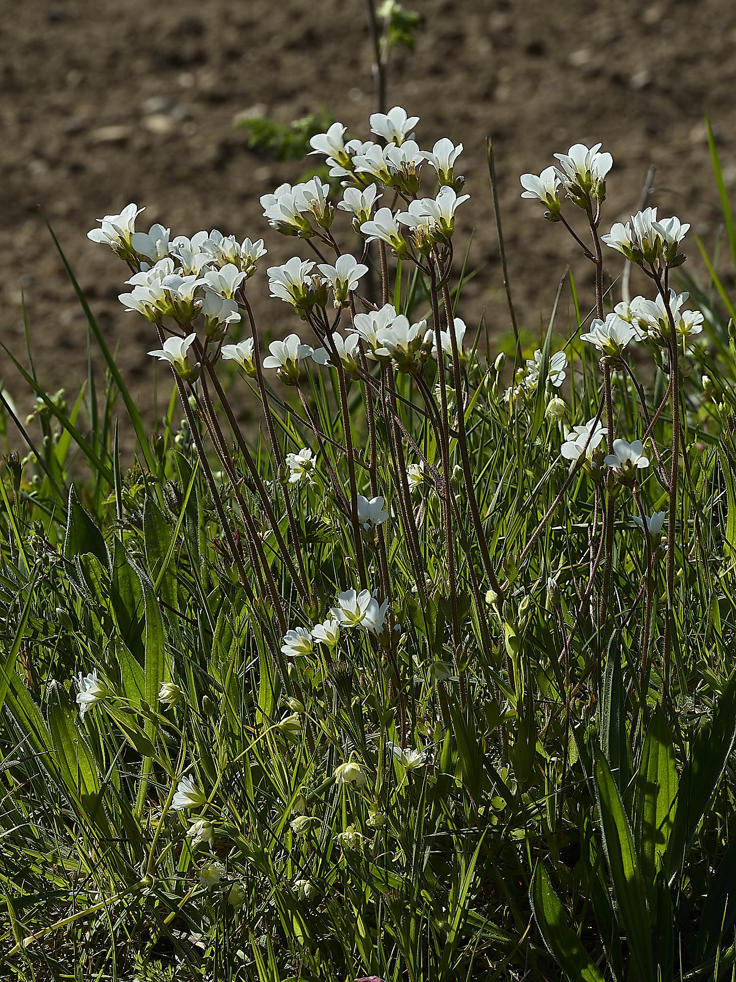 SusteadMeadowSaxifrage220436-1