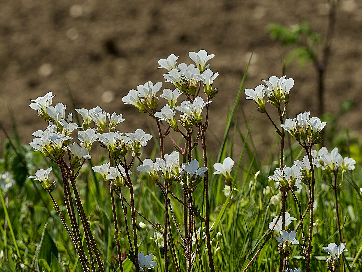 SusteadMeadowSaxifrage220436-2