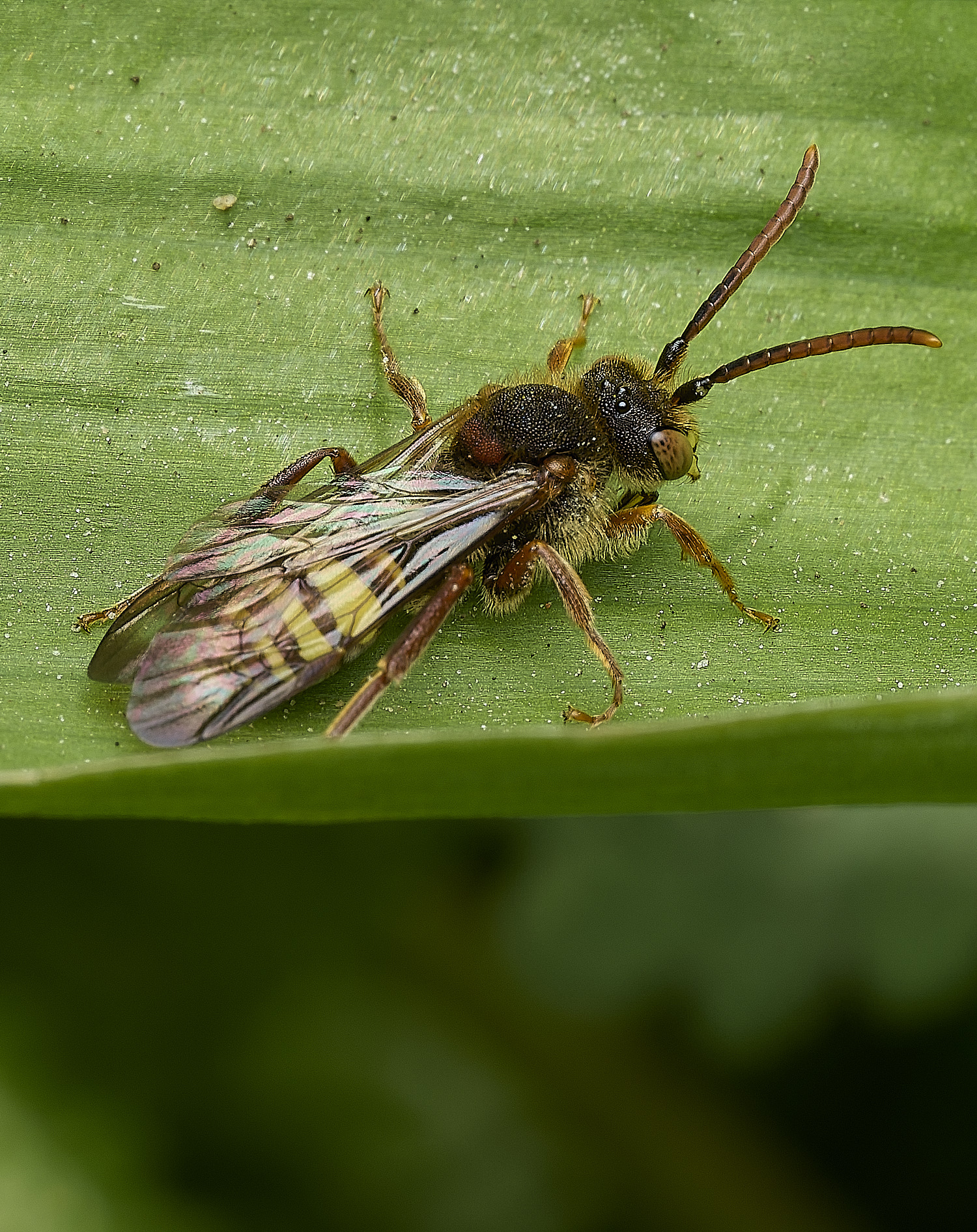 SusteadNomada220426-1