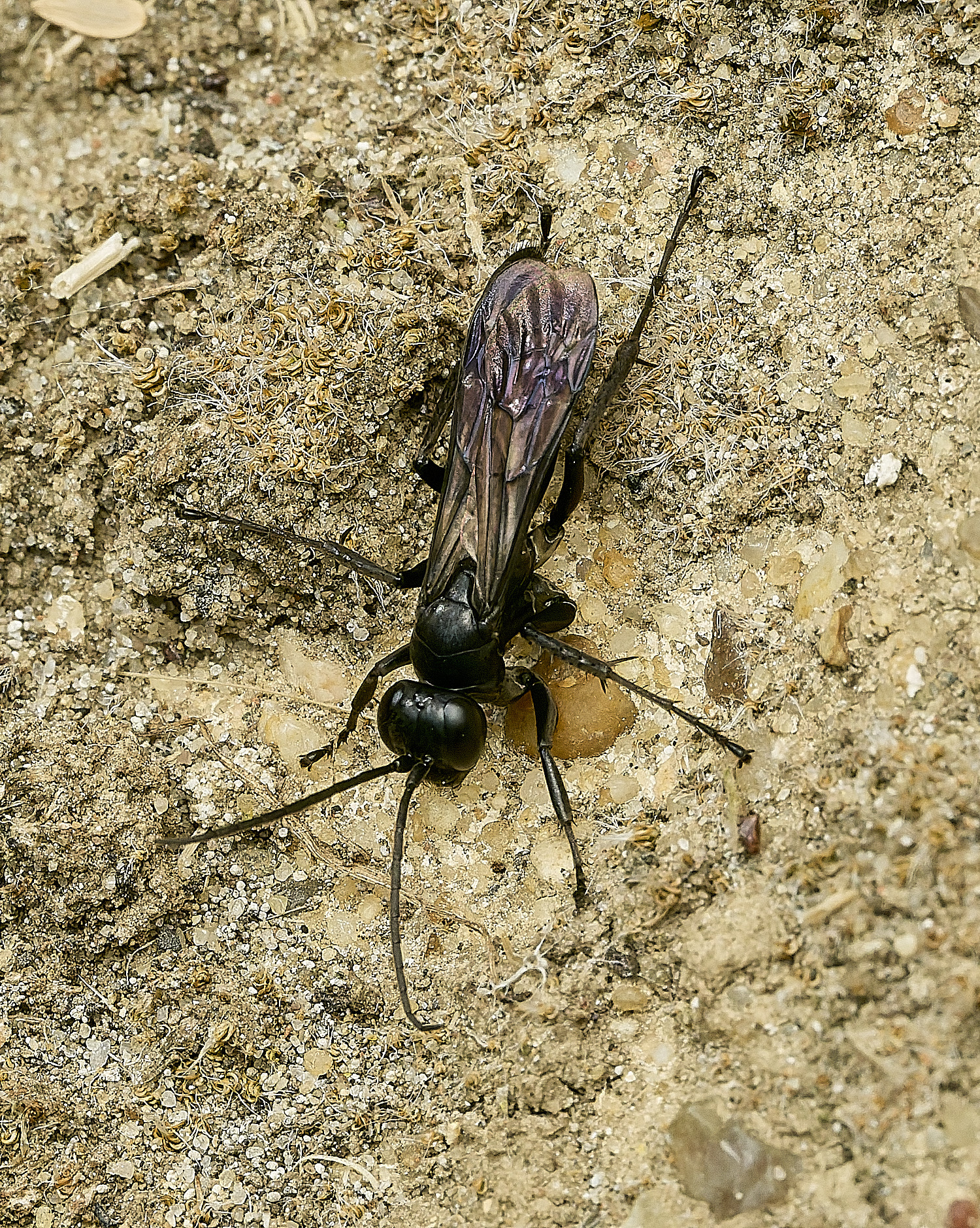 ThurgartonWasp260826-12