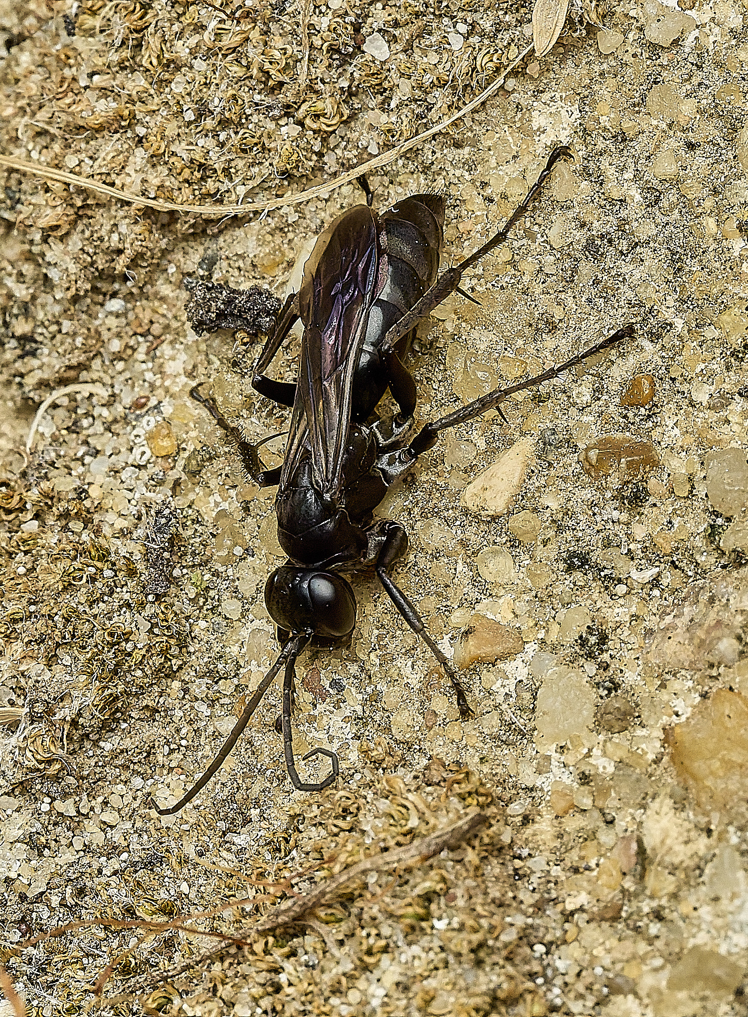 ThurgartonWasp260826-13