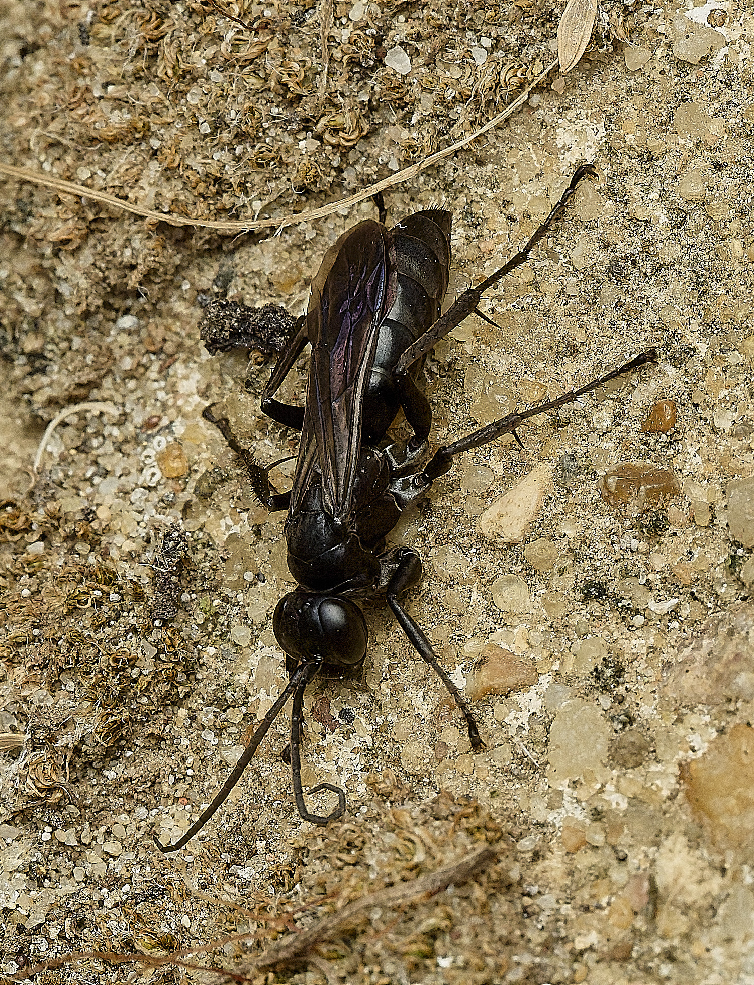 ThurgartonWasp260826-14
