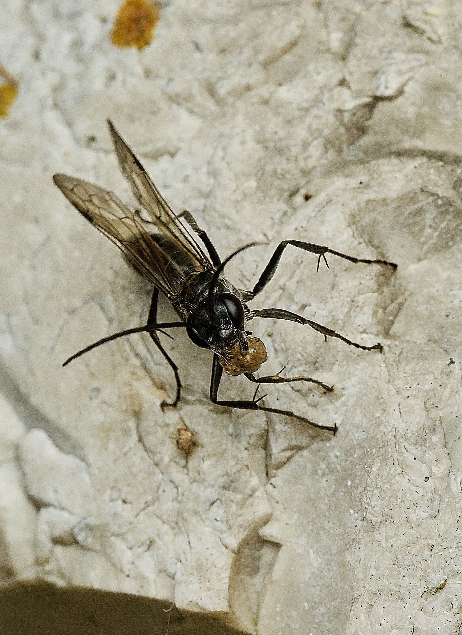 ThurgartonWasp260826-17