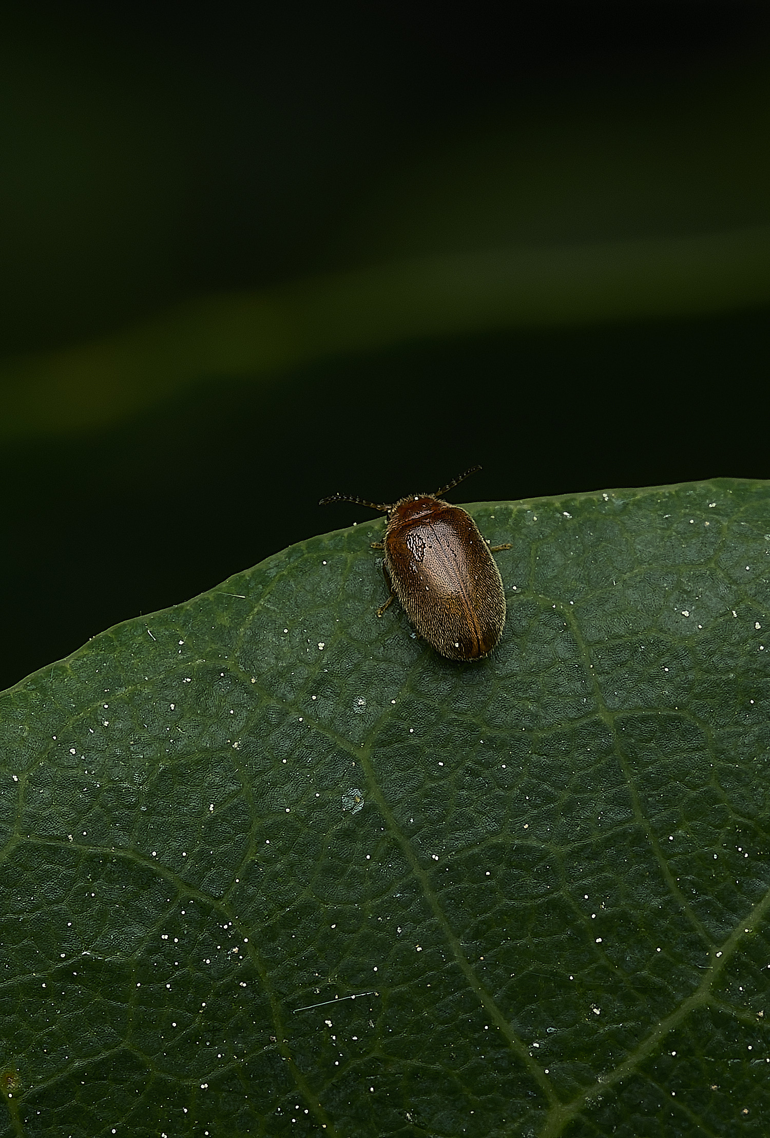 UpgateCommonBeetle300526-1