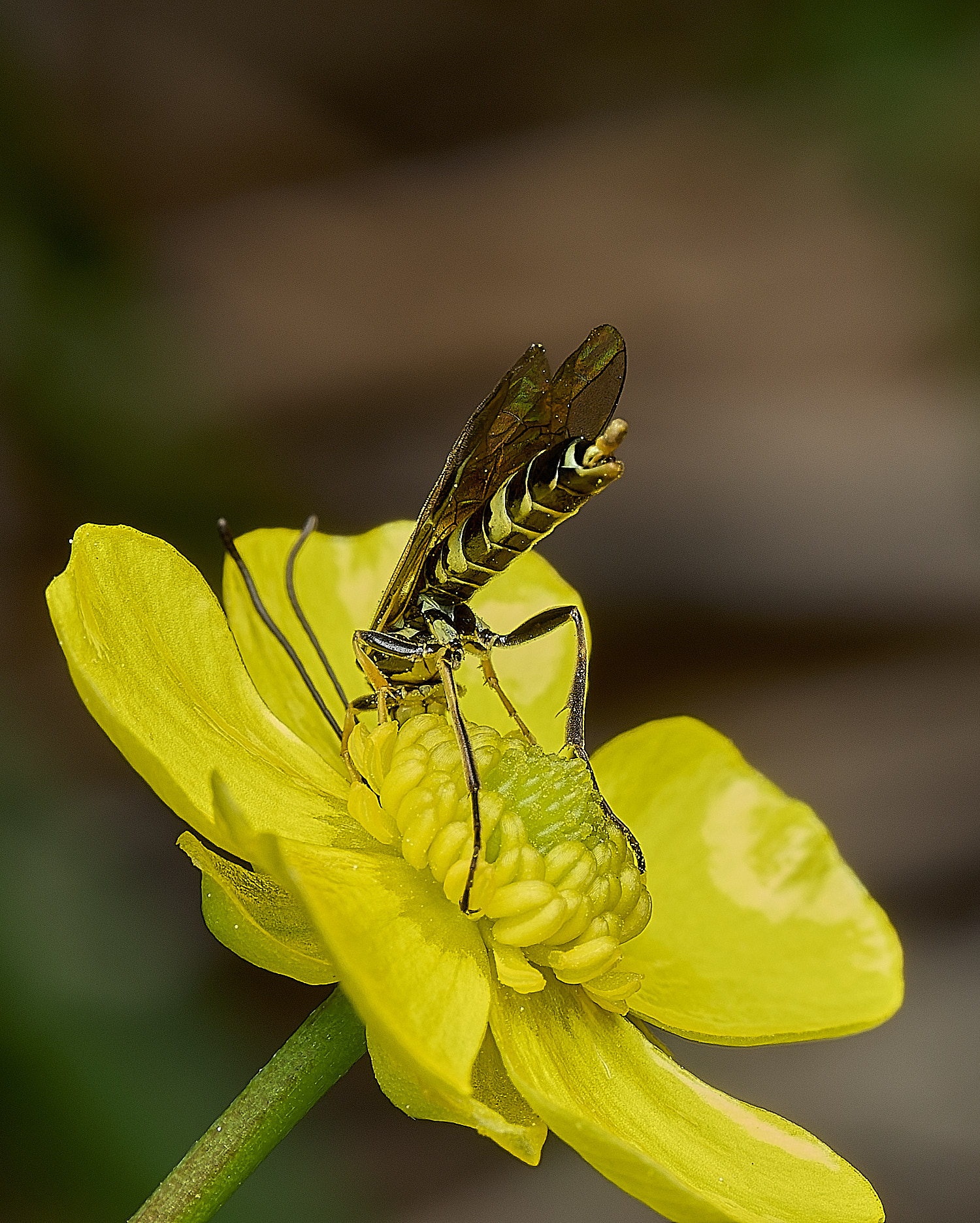 UpgateCommonFly300526-1