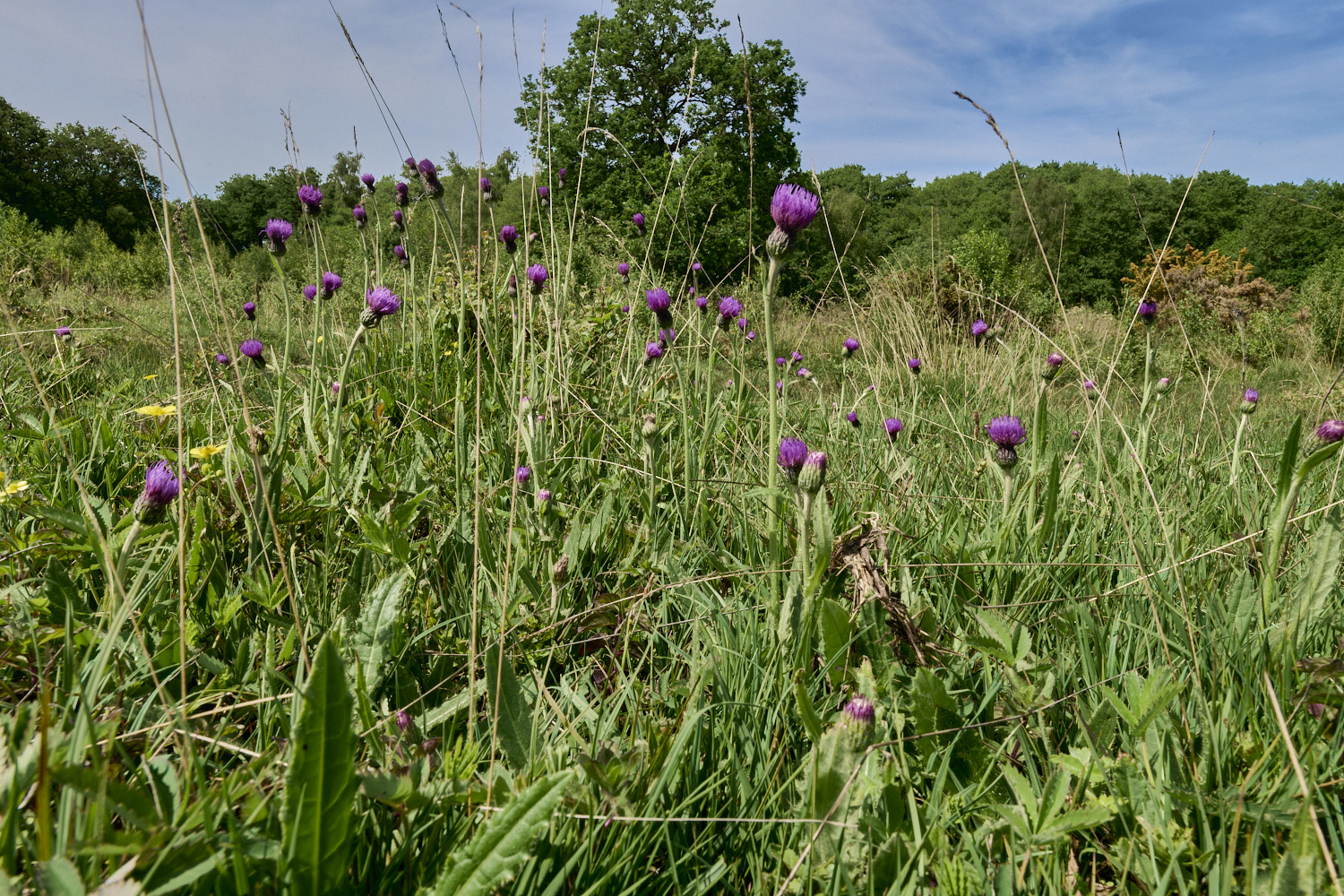 UpgateCommonMeadowThistle300526-4