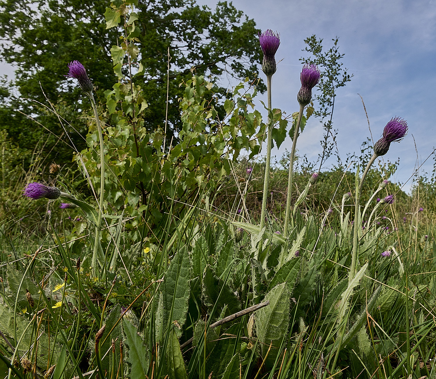 UpgateCommonMeadowThistle300526-5