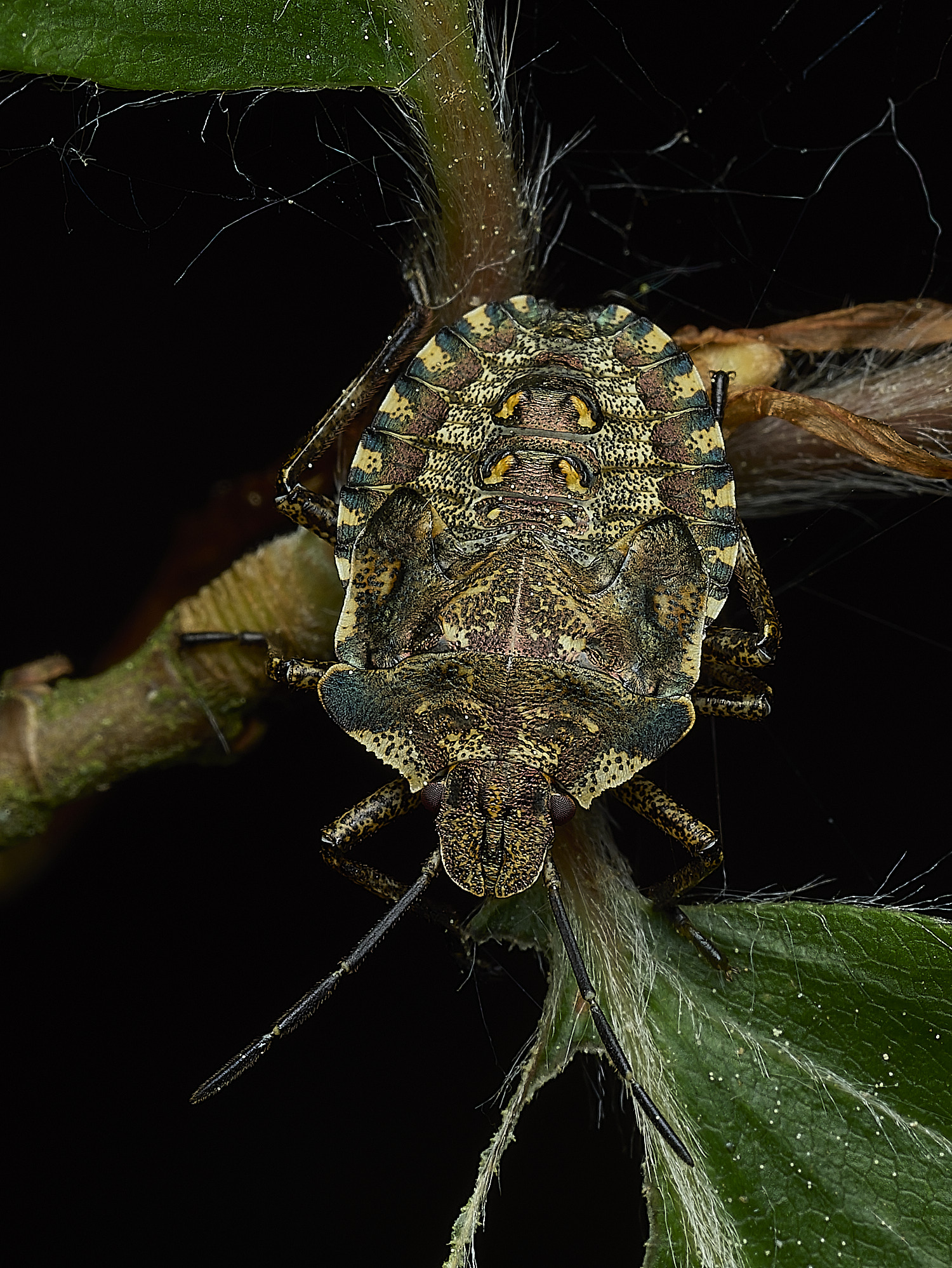 UpgateCommonShieldbug300526-1