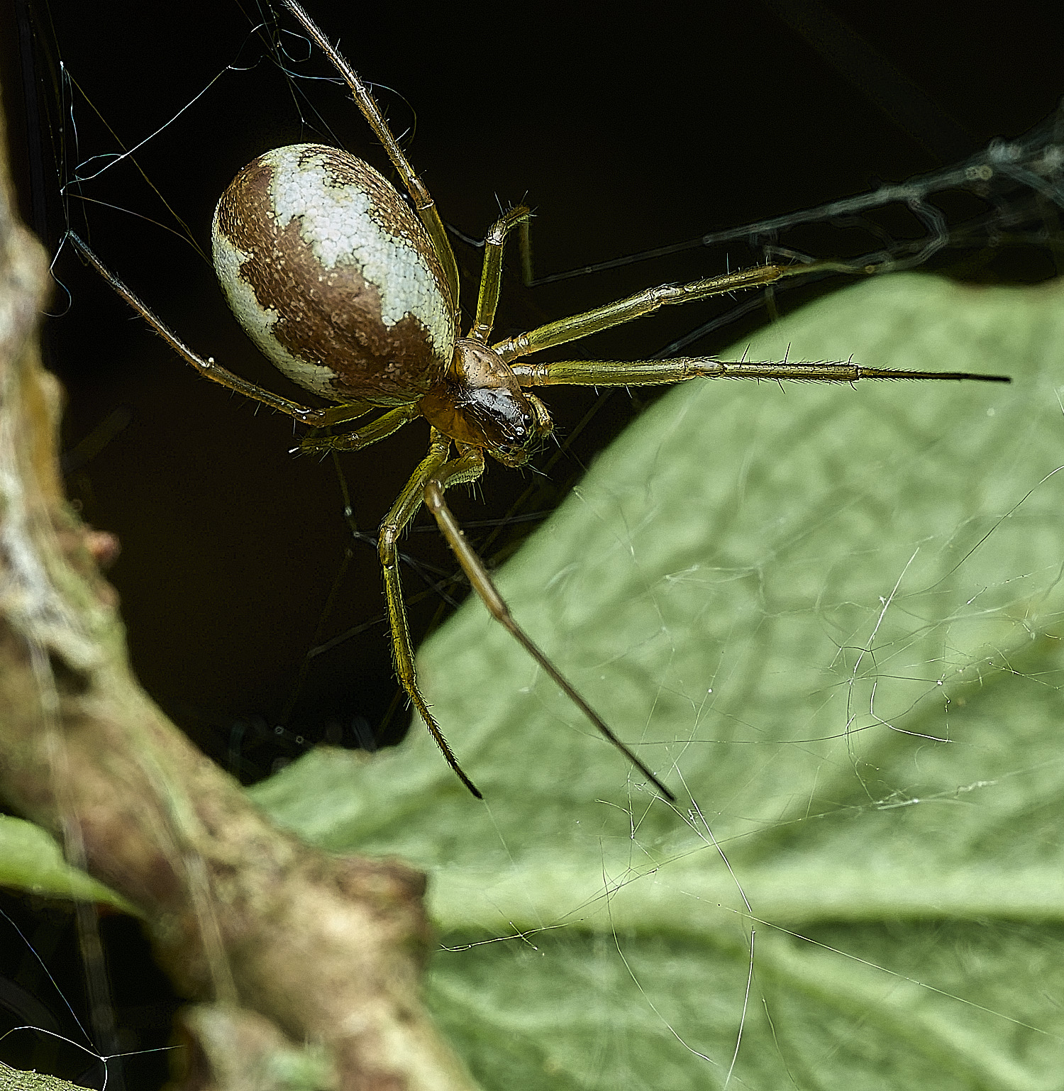 UpgateCommonSpider4300526-2