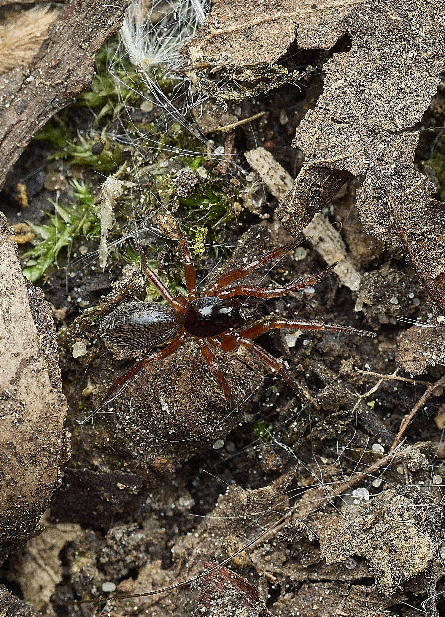 UpgateCommonSPiderSP3300526-1