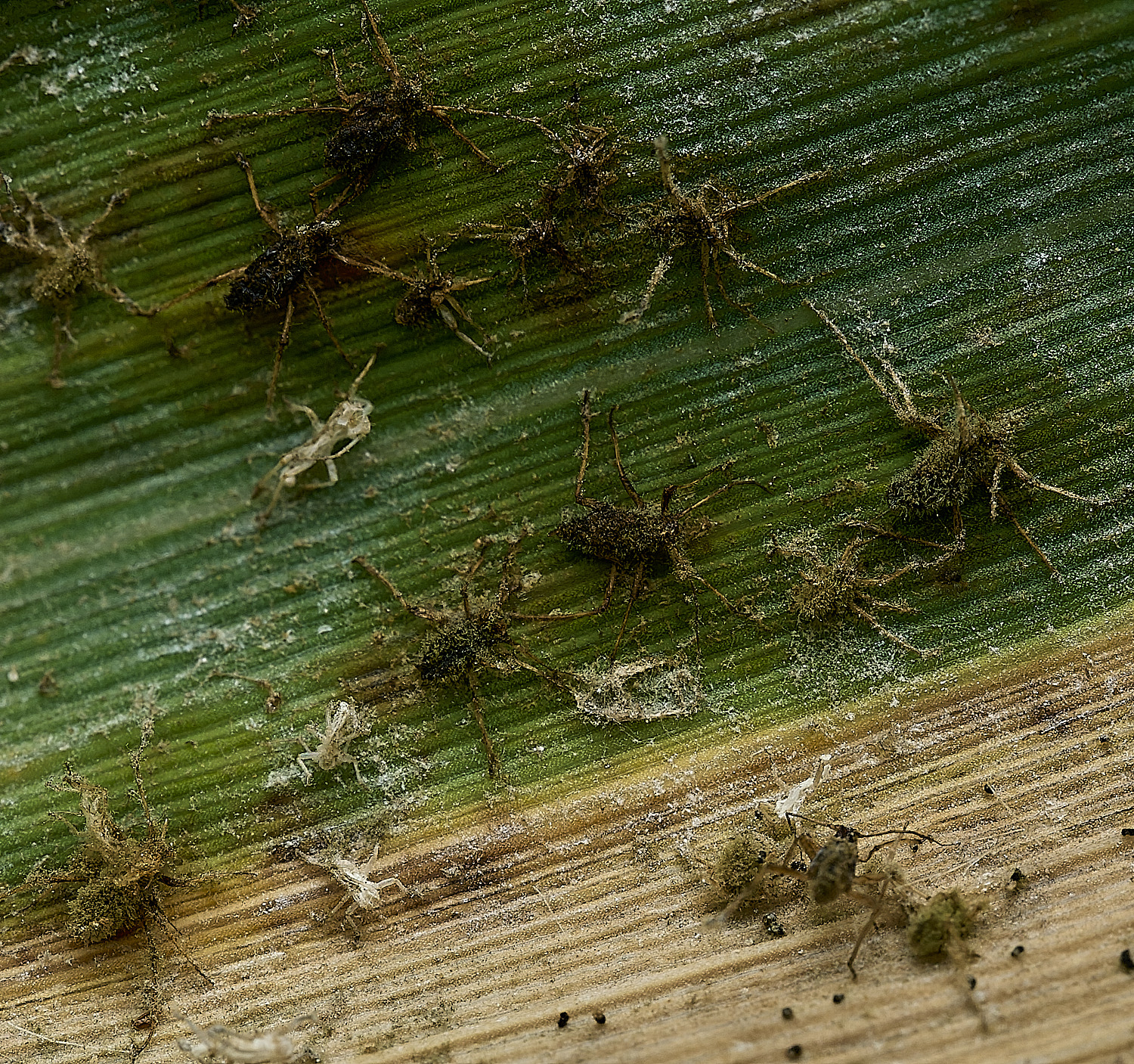 UptonFenAphid140826-4
