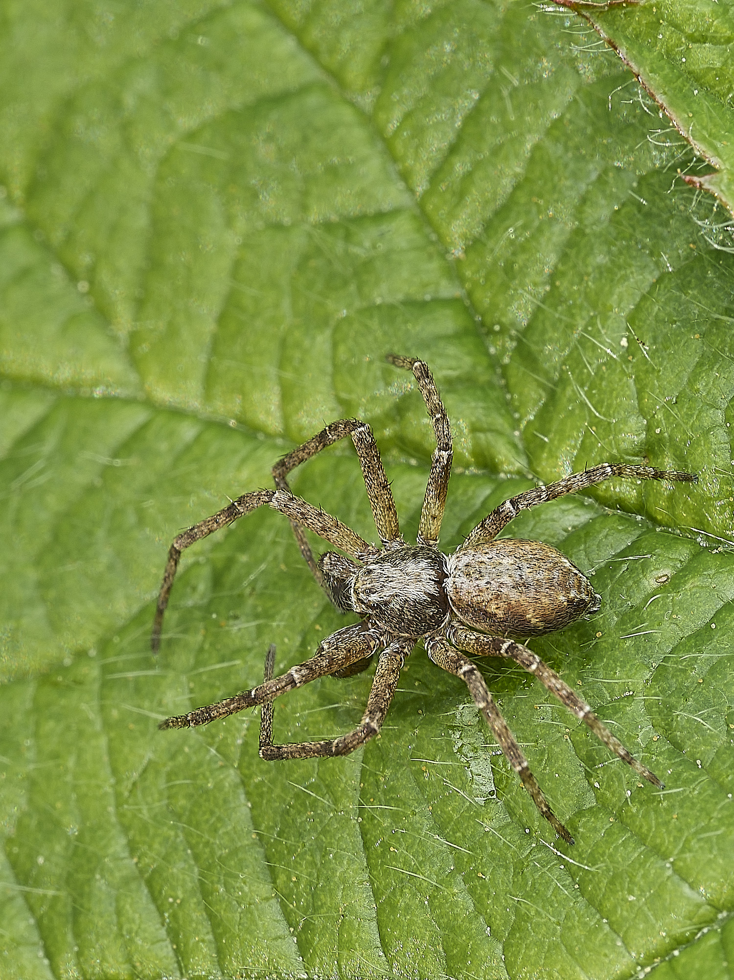 WalseyHillsSpiderSp220426-1