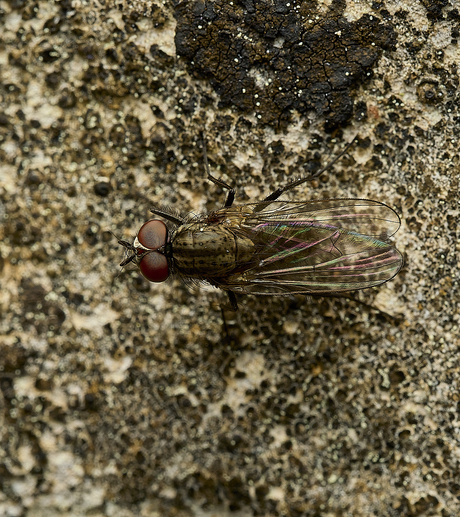 WalsinghamFlySp180926-1