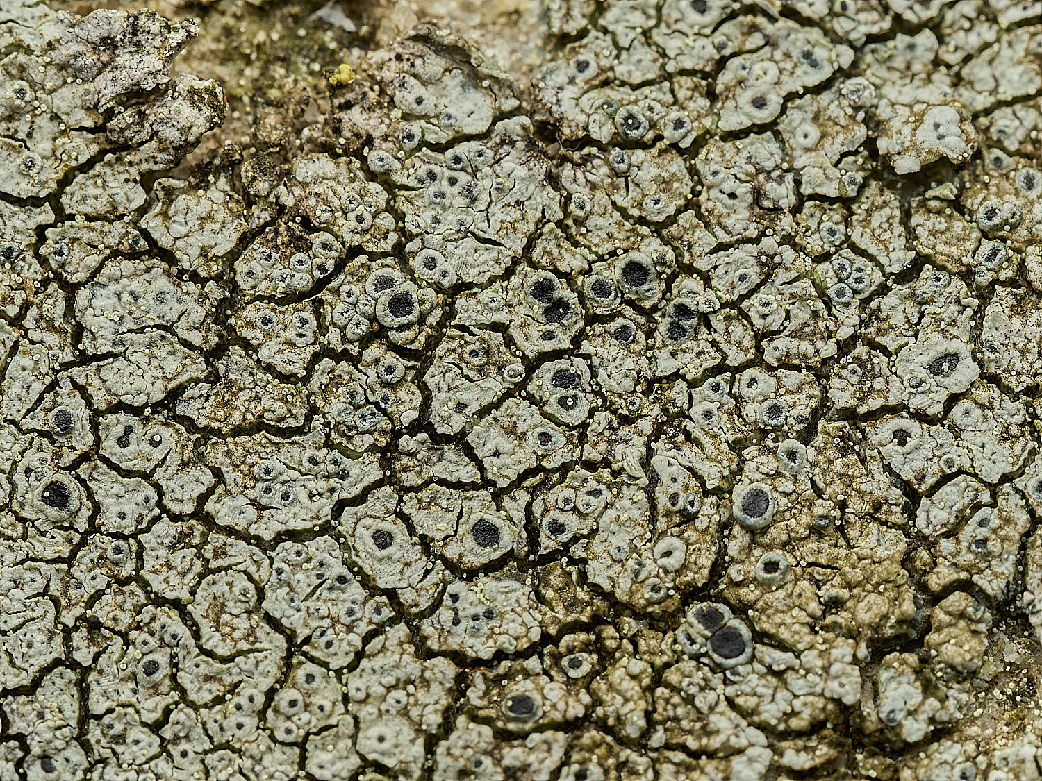 WalsinghamLichen1180926-3
