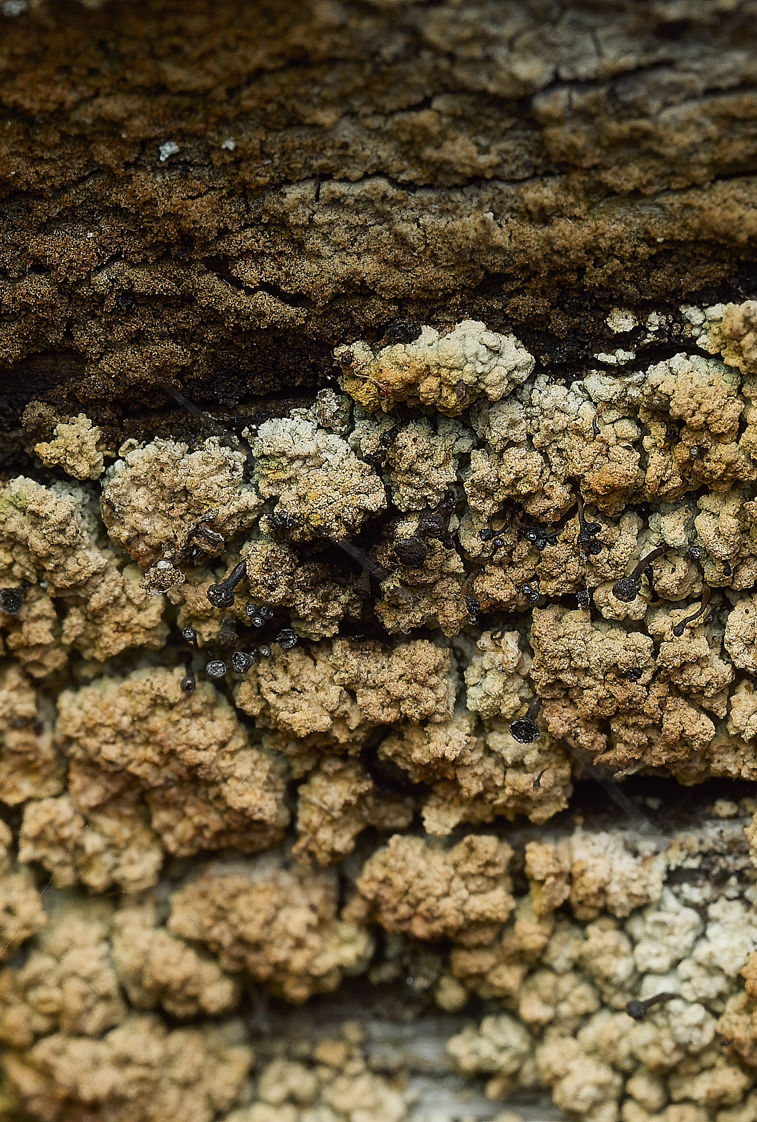 WalsinghamLichen21180926-3