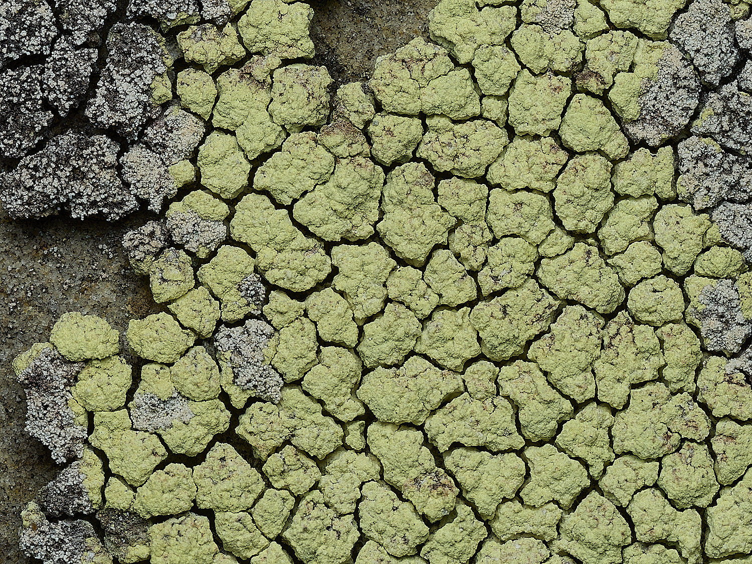 WalsinghamLichen29180926-2