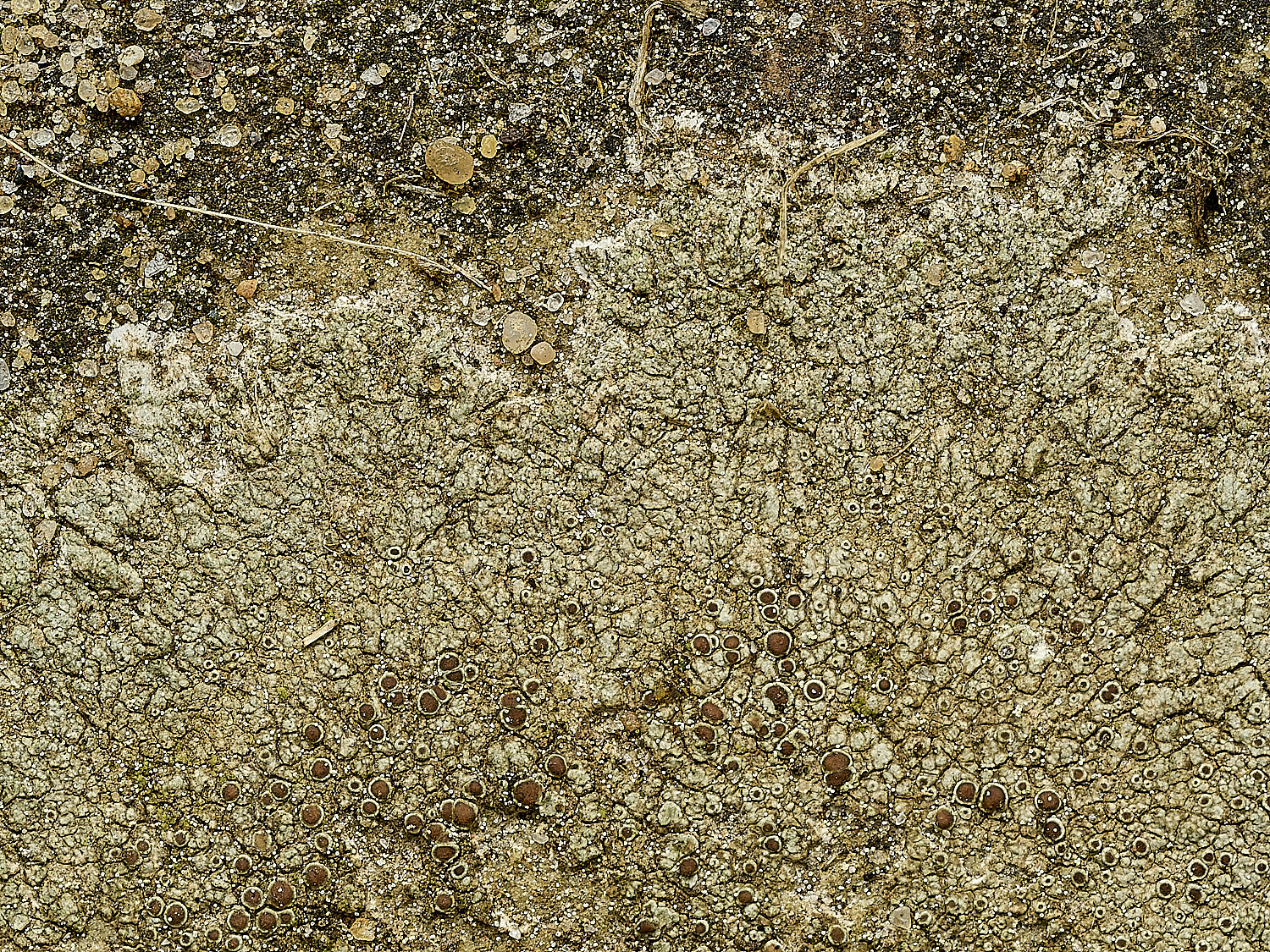 WalsinghamLichen8180926-2